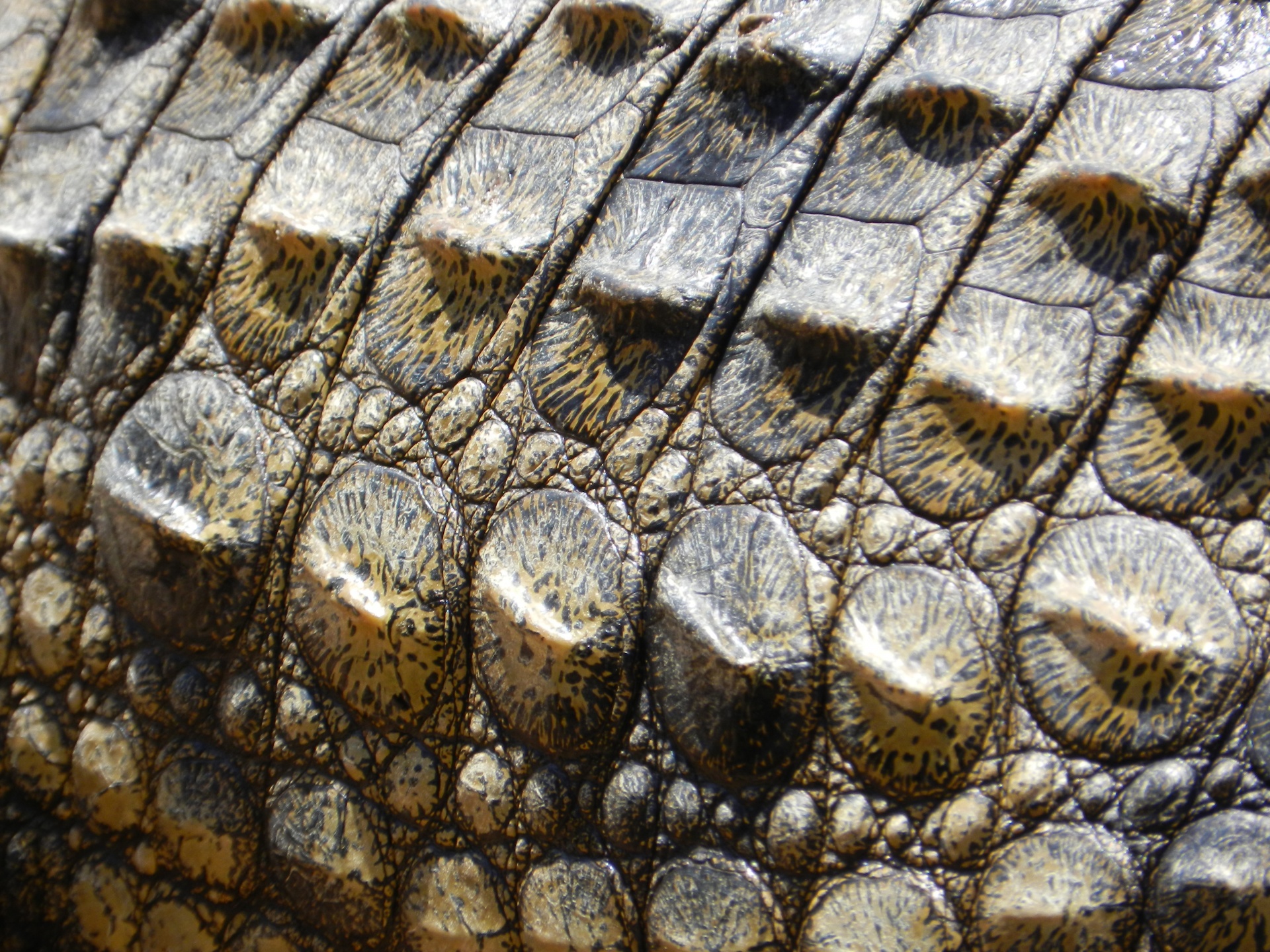 Close up of crocodile skin