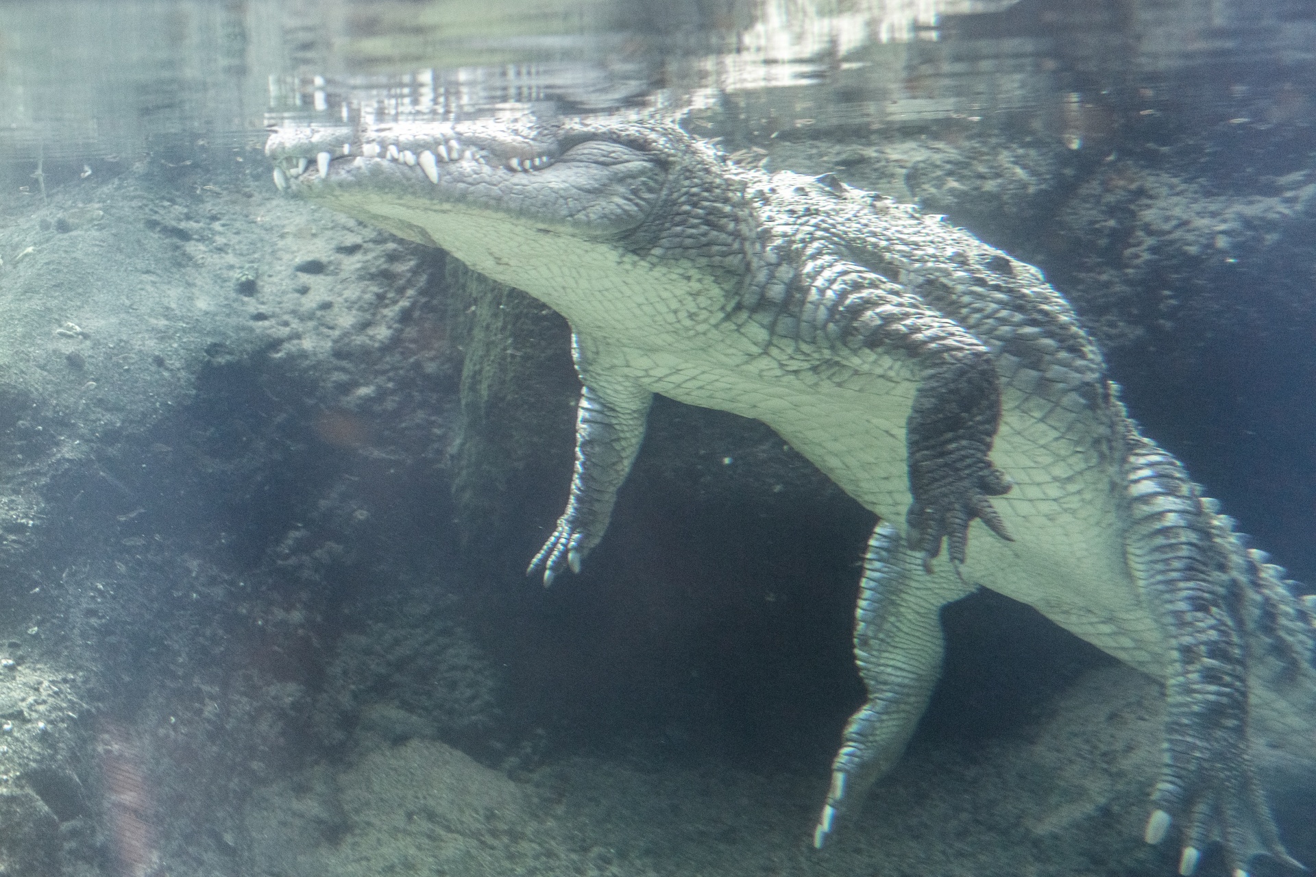 Crocodile Underwater