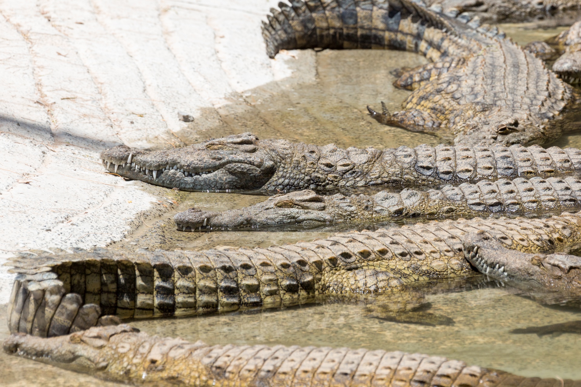 Crocodiles Sunbathing