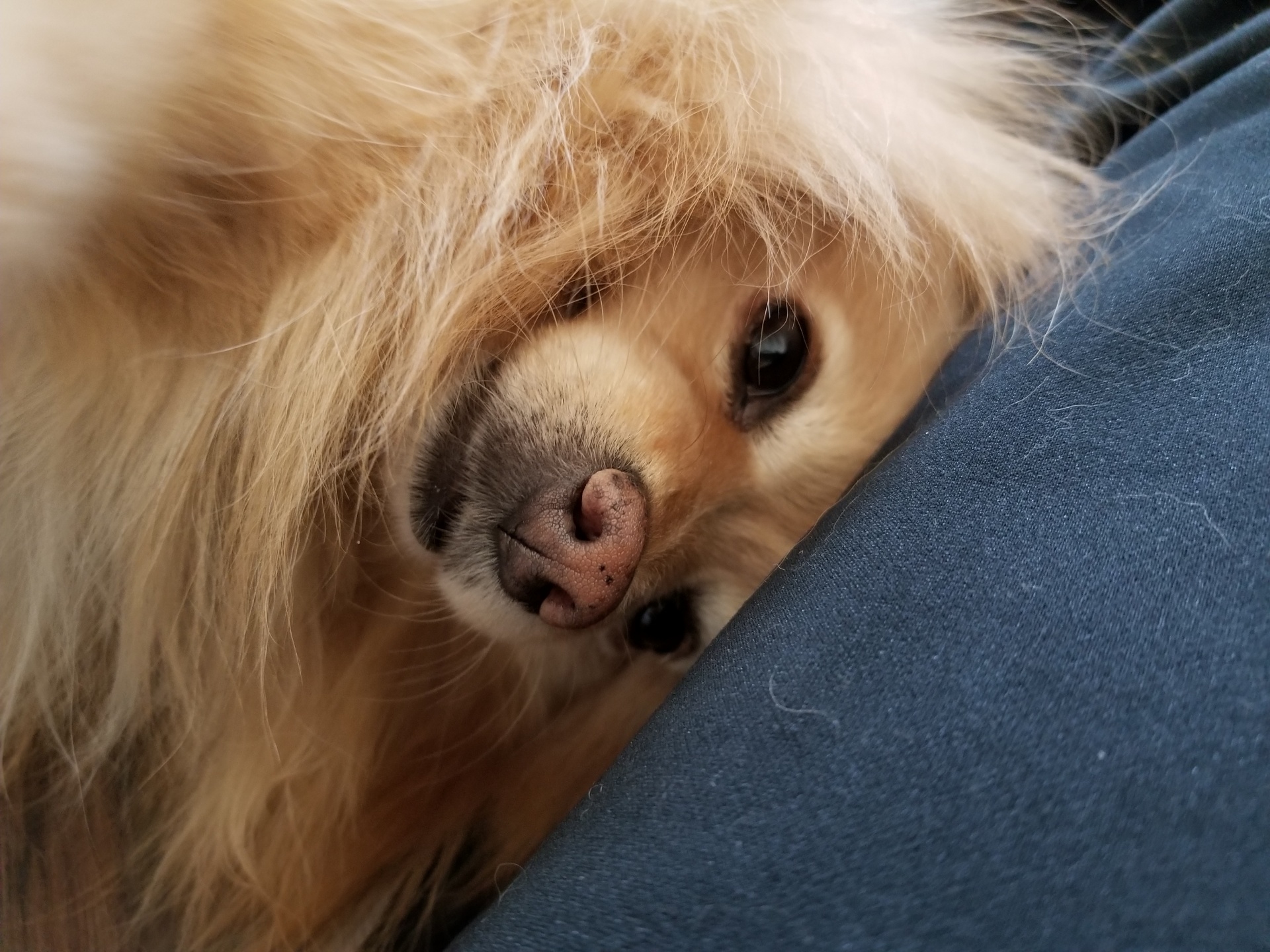 Cute Pomeranian Dog Portrait