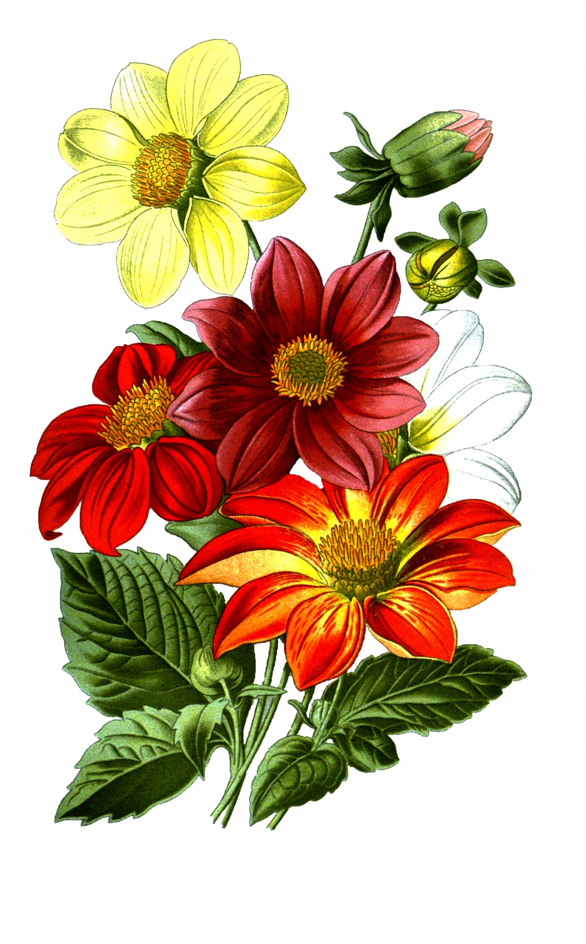 Dahlia Flowers Vintage Drawing