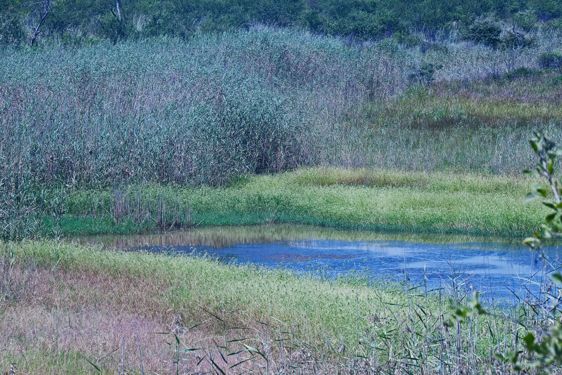 dam with copious amounts of reeds growing in wet areas