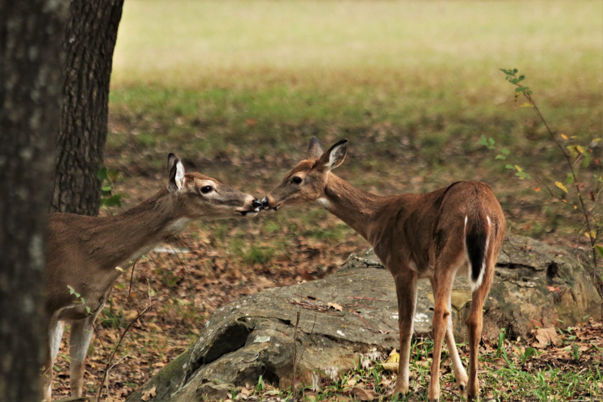 Doe And Fawn Touching Noses