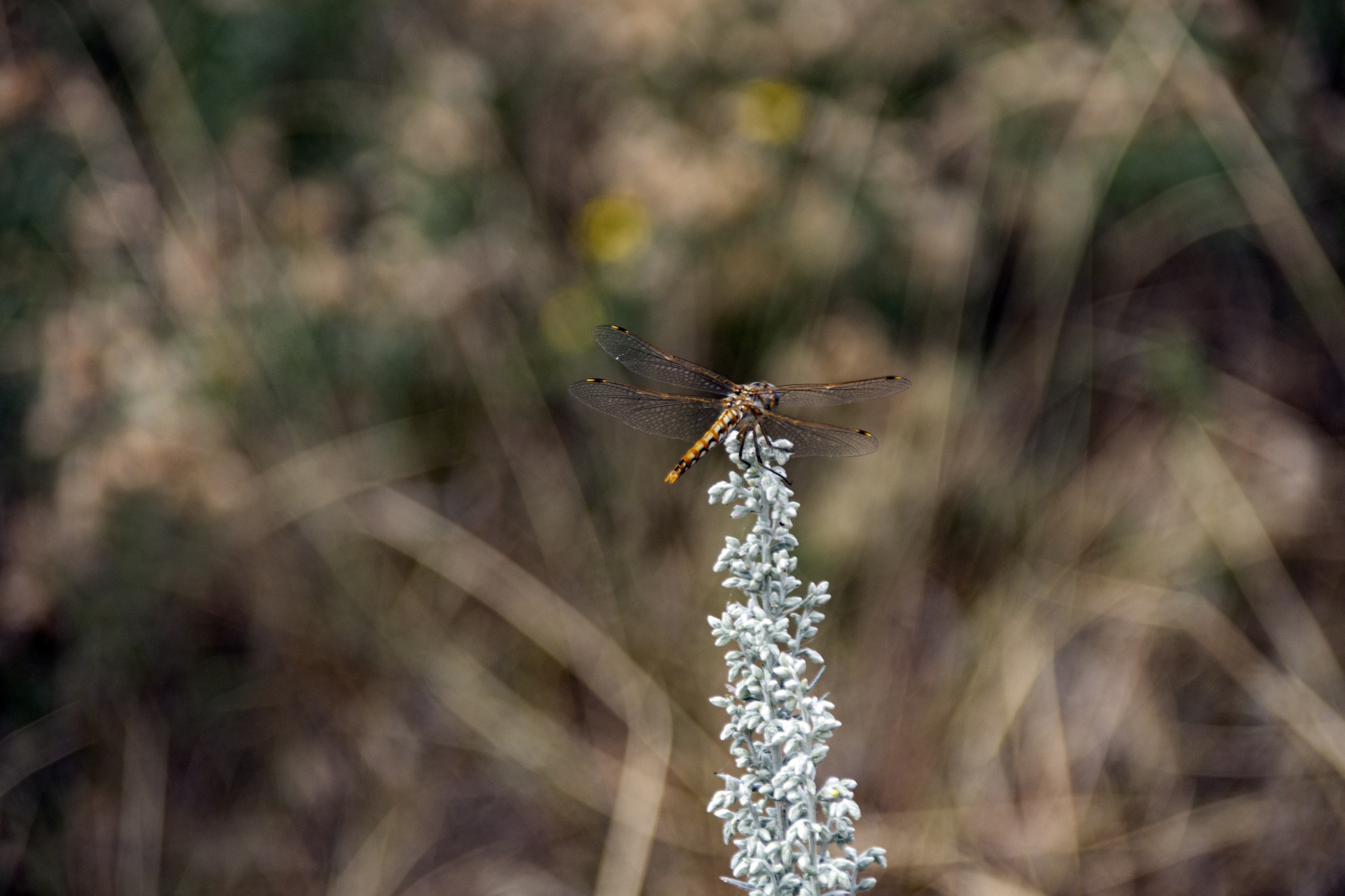 golden dragonfly