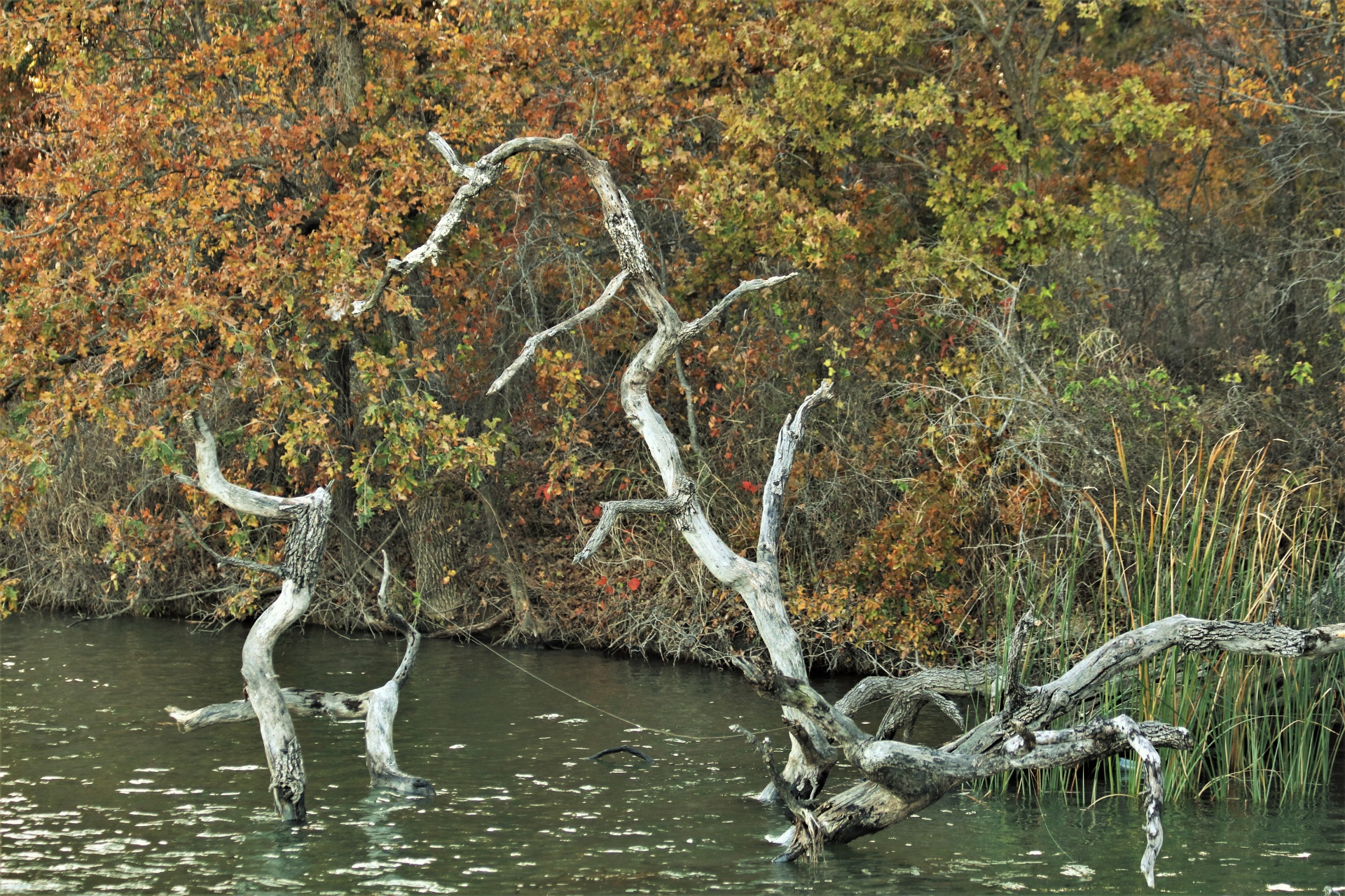 Two pieces of driftwood, one resembling a dragon and one a dog, floating near the edge of a lake, with gold, yellow and green autumn leaves in the background.