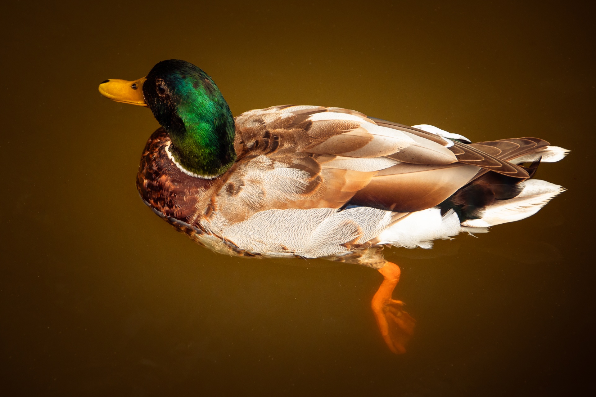 Mallard duck in water