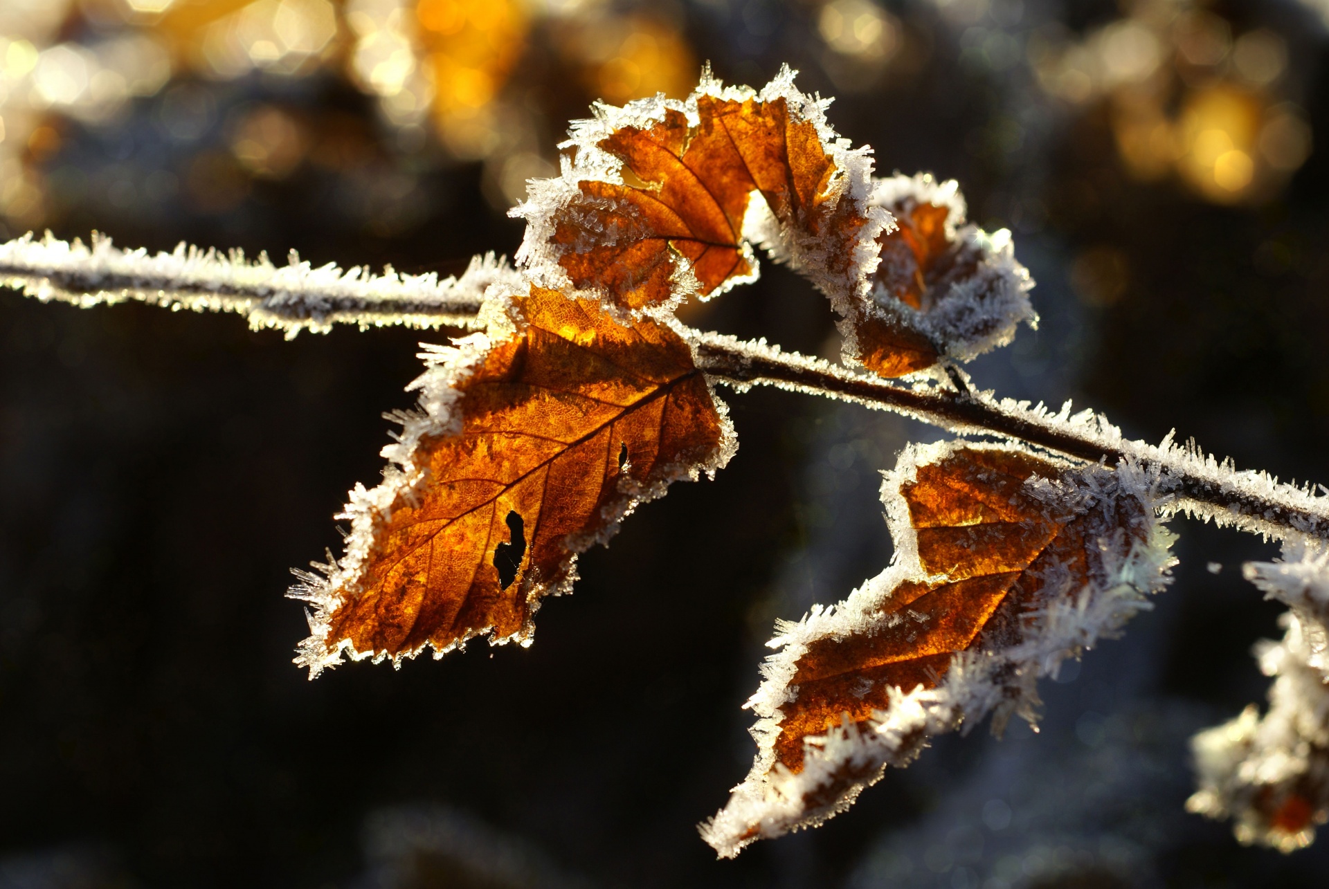 Ice Crystals Autumn Leaves
