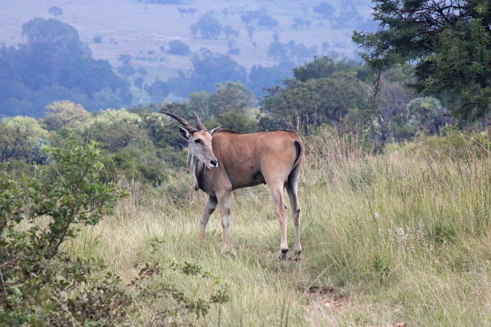 Eland Antelope In Long Grass