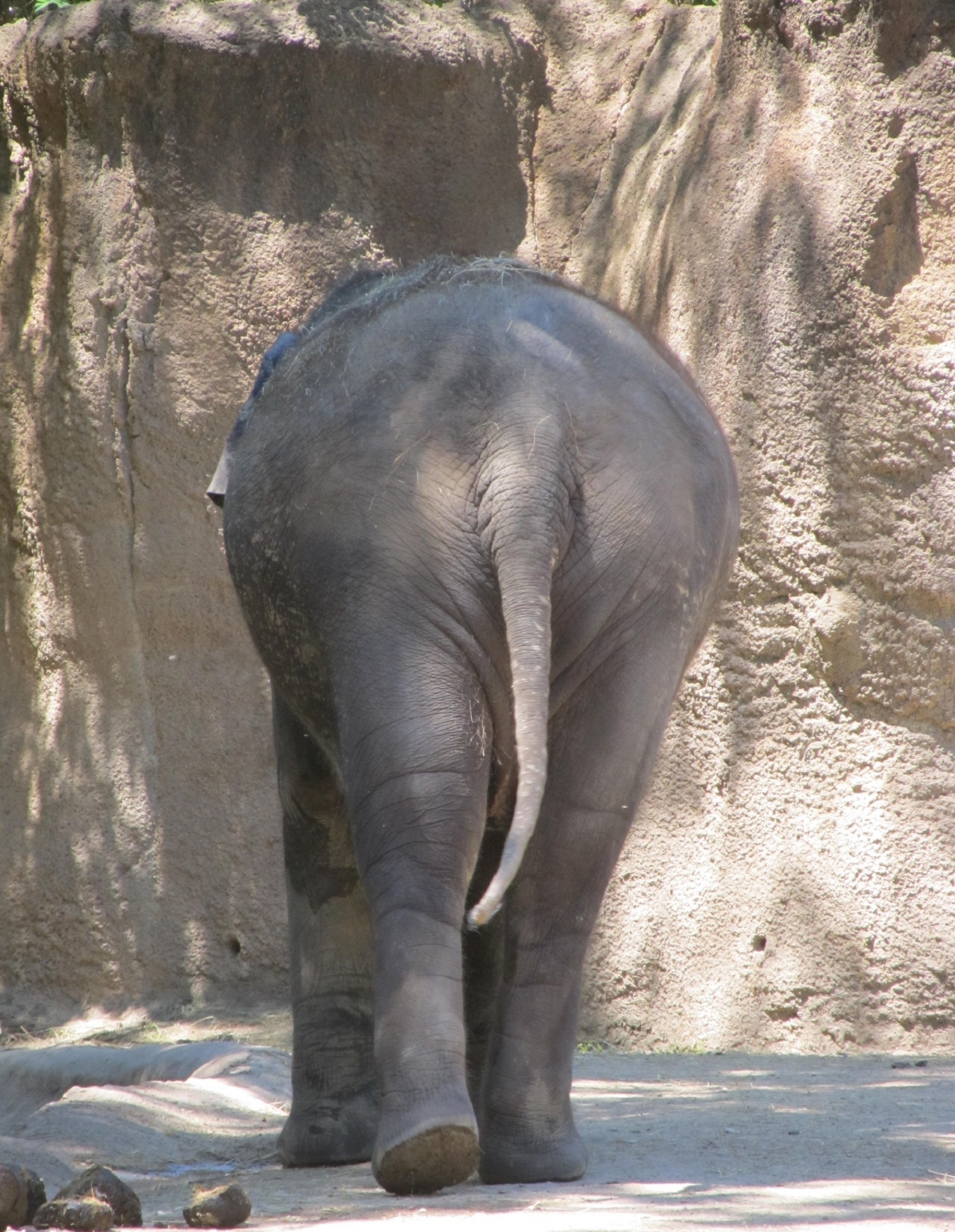 Rear View of an Elephant