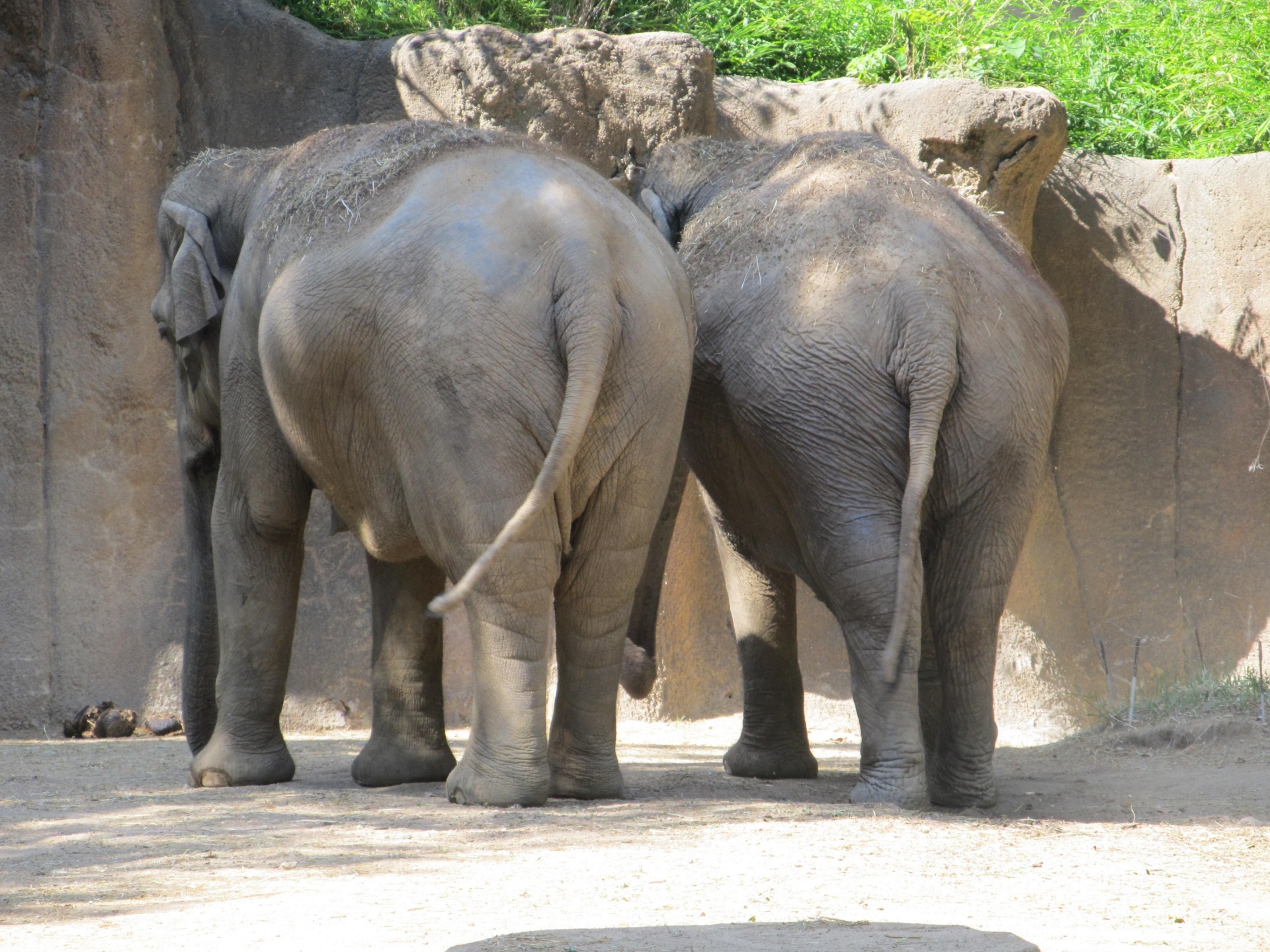 Elephants from the Rear