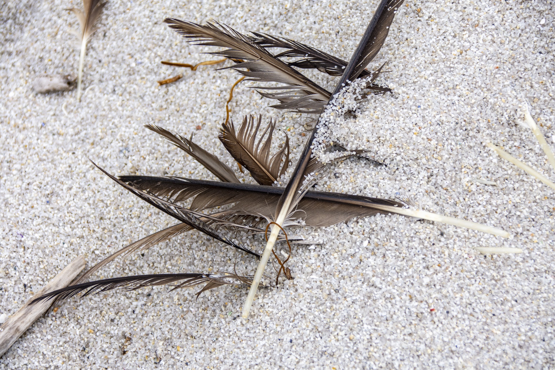Feathers In The Sand
