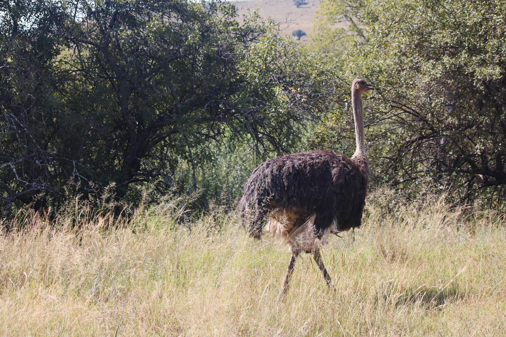 female ostrich in open woodland in southern africa