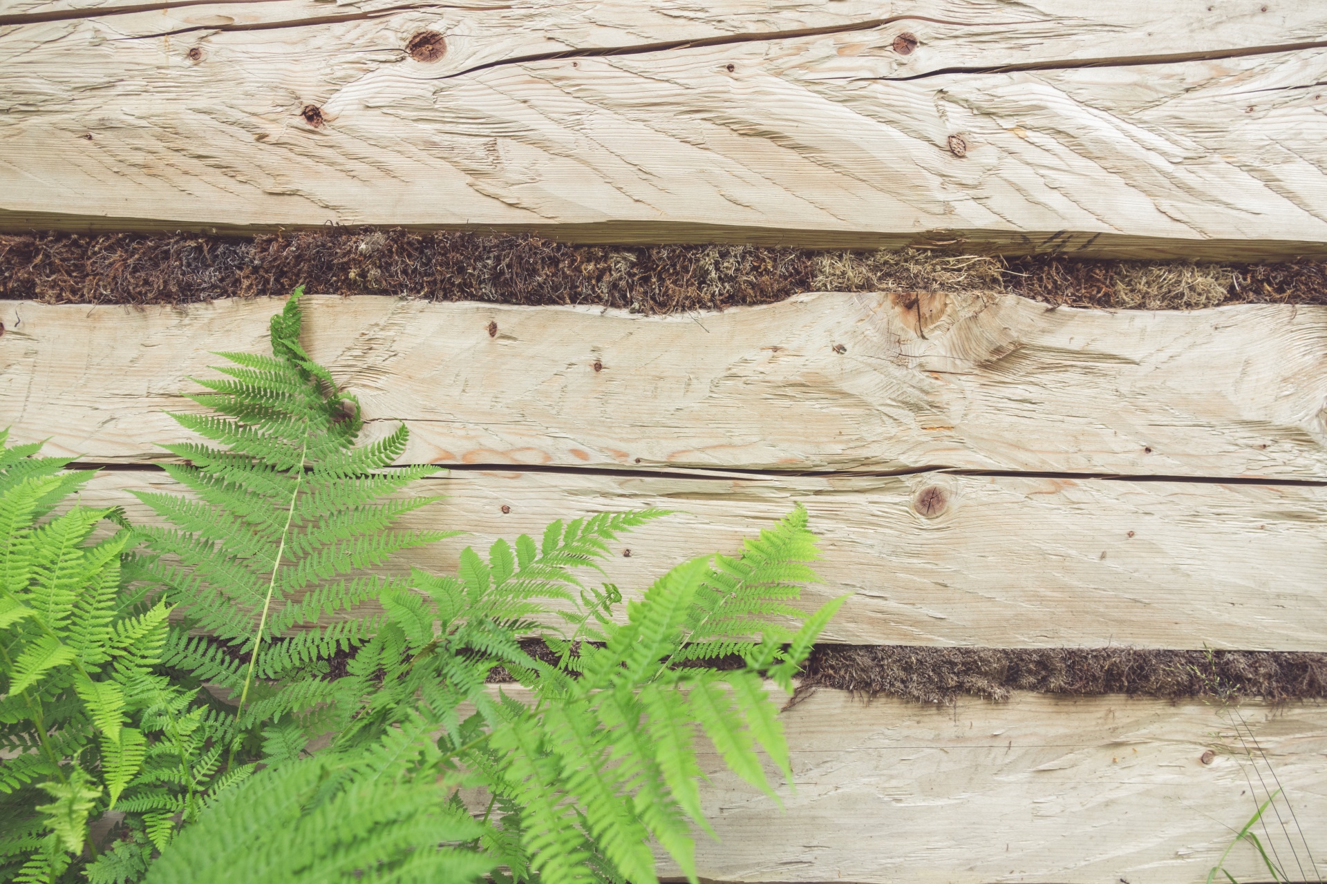 Fern And Wooden Background