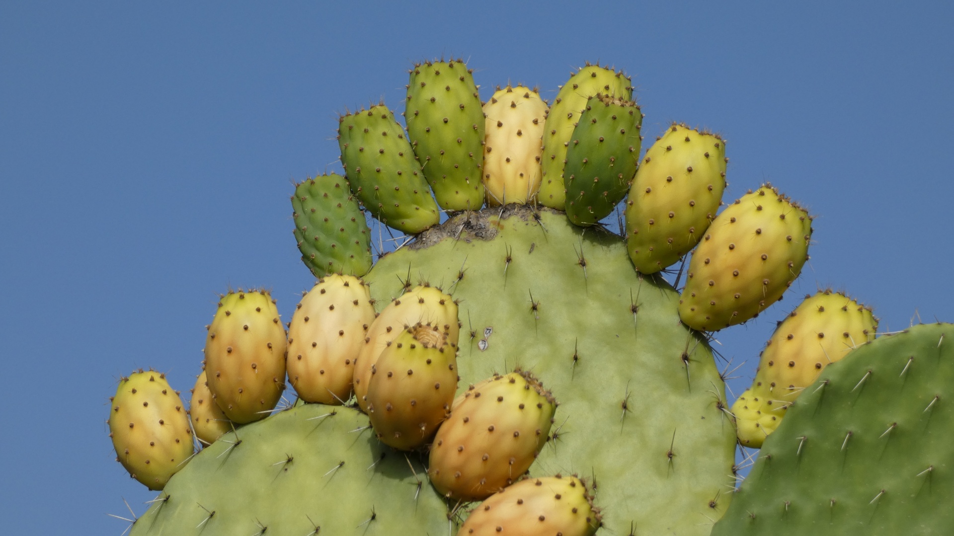 Group of prickly pears on the plant