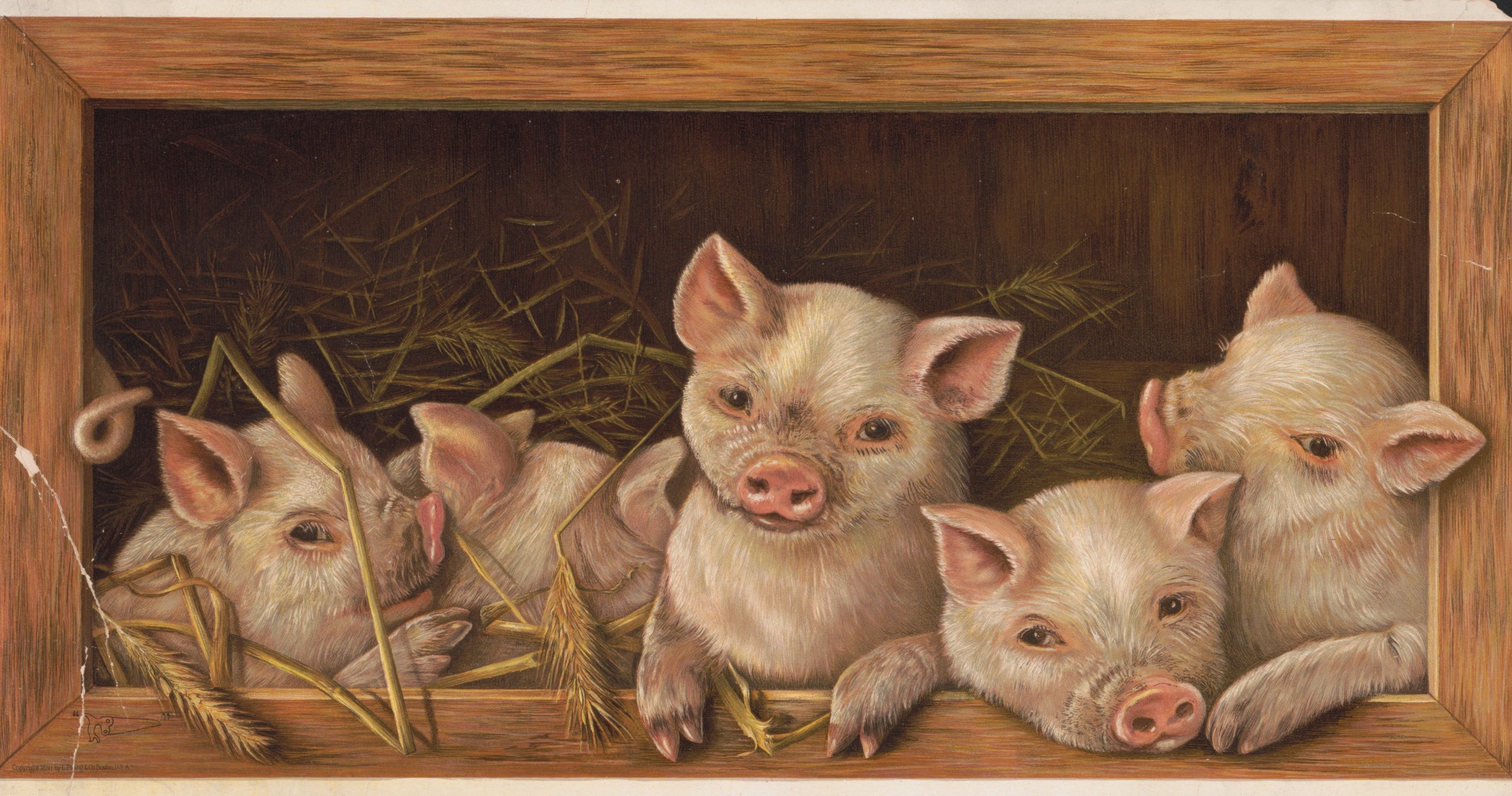 Five Cute Pigs Piglets 1891