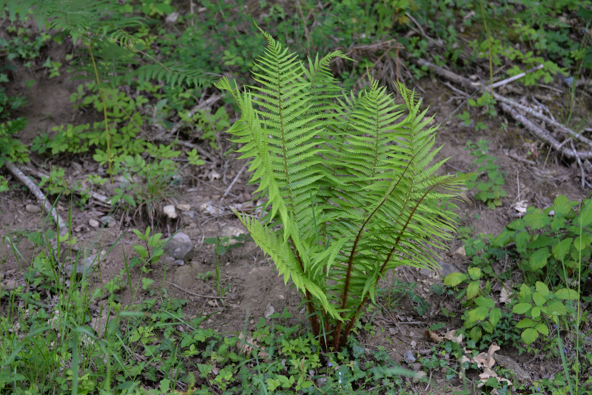 Fern, Wild Plant