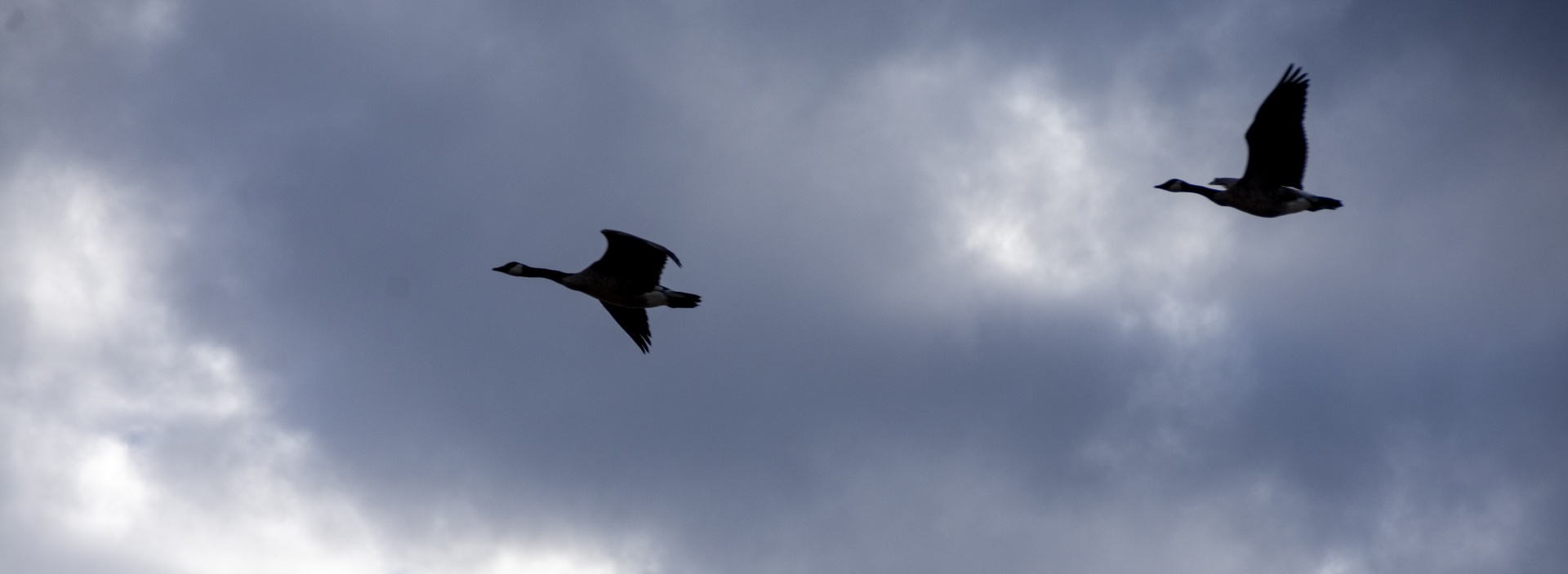 two Canadian geese flying