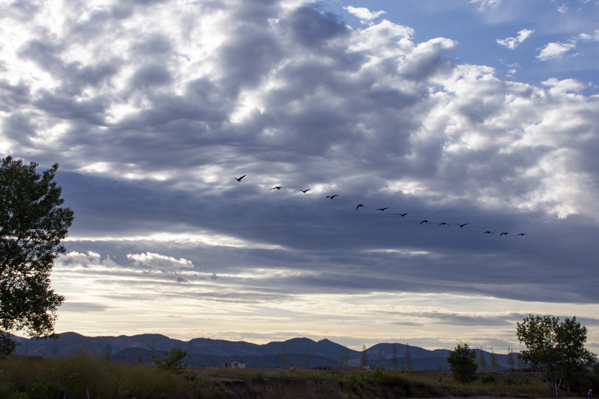 Canadian geese flying in formation against late afternoon sky