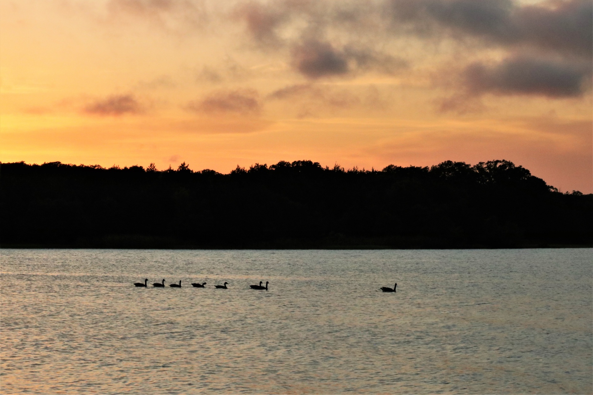Geese On Lake At Sunset