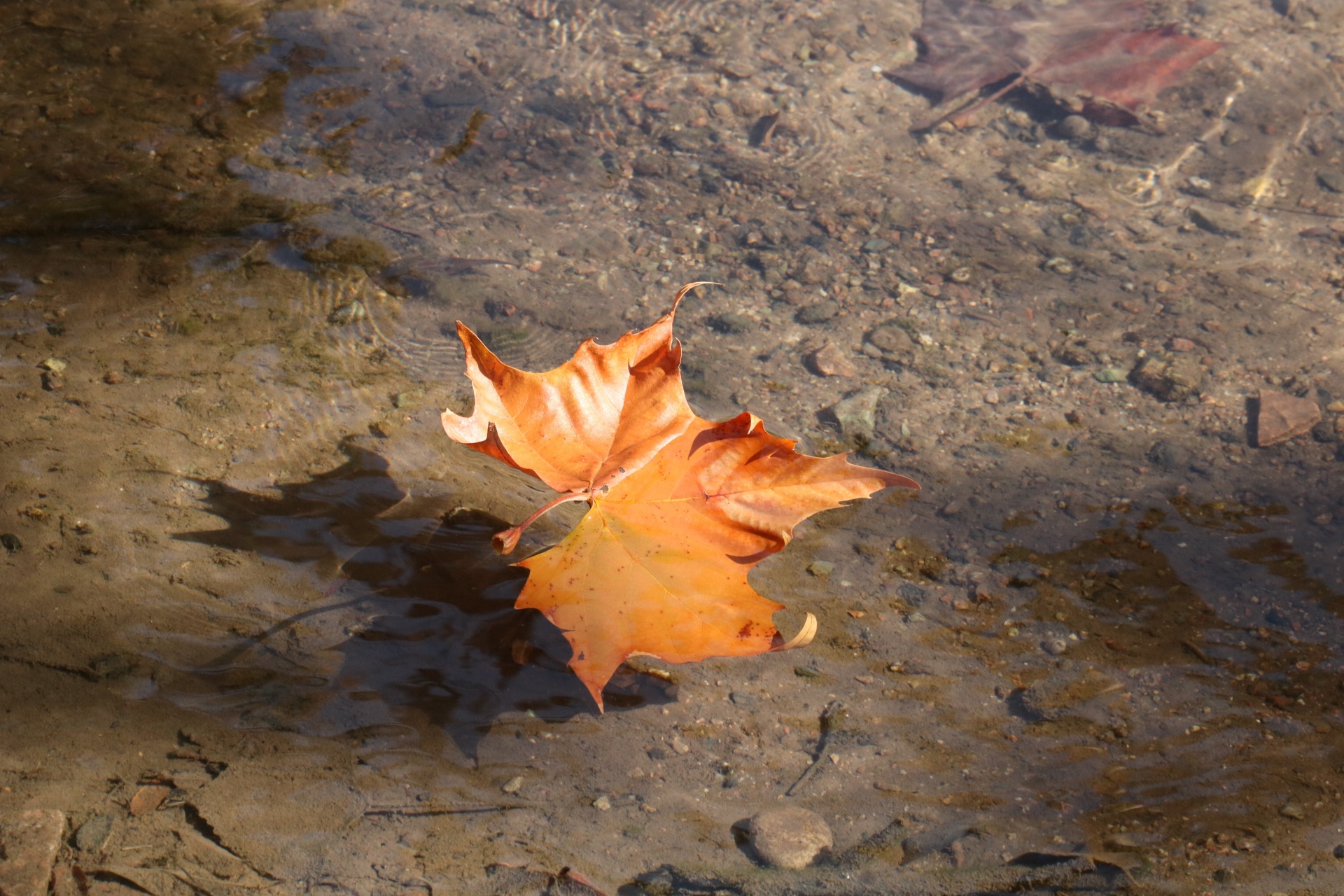 Gold Autumn Leaf Floating In Stream