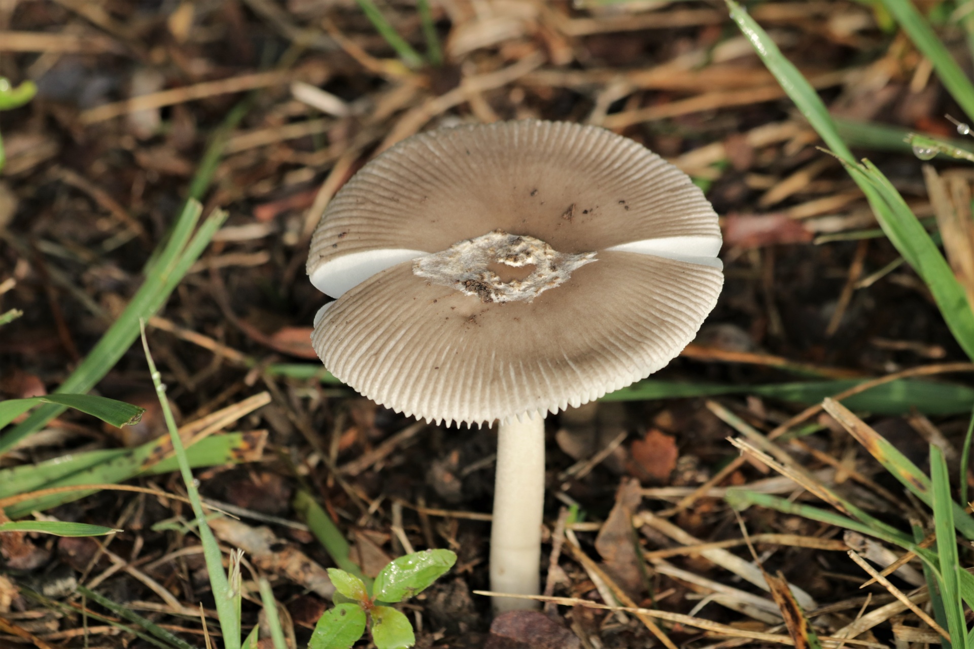 Gray Amanita Mushroom In Grass 2