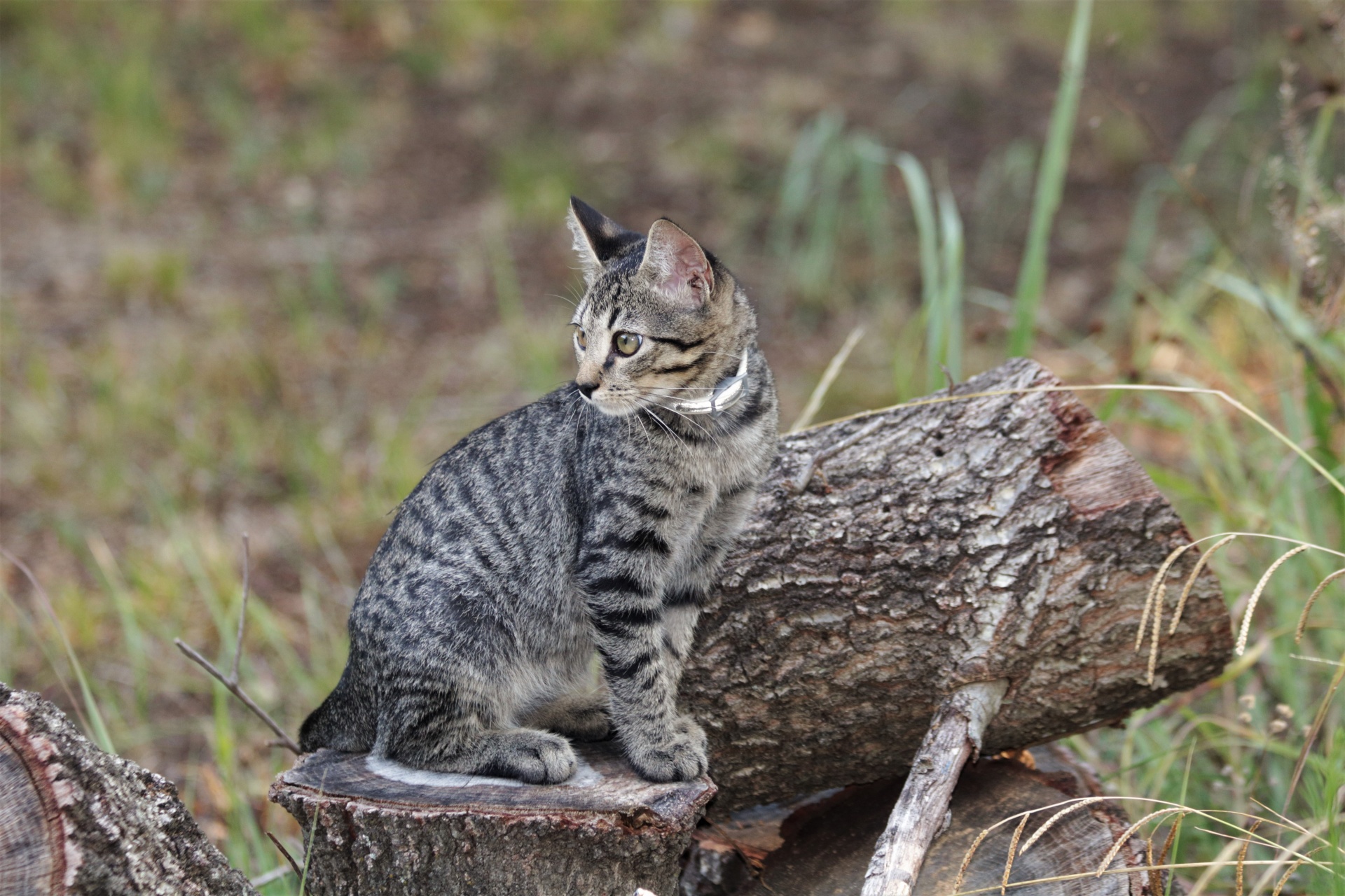 Gray Cat Sitting On Logs 2