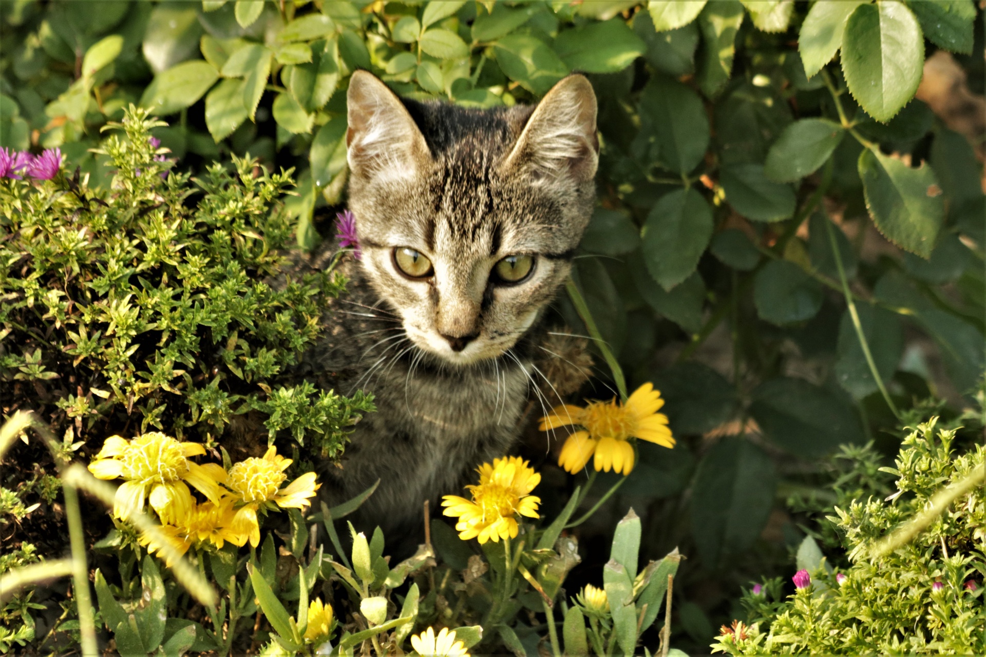 Gray Kitten Hiding In Flowers