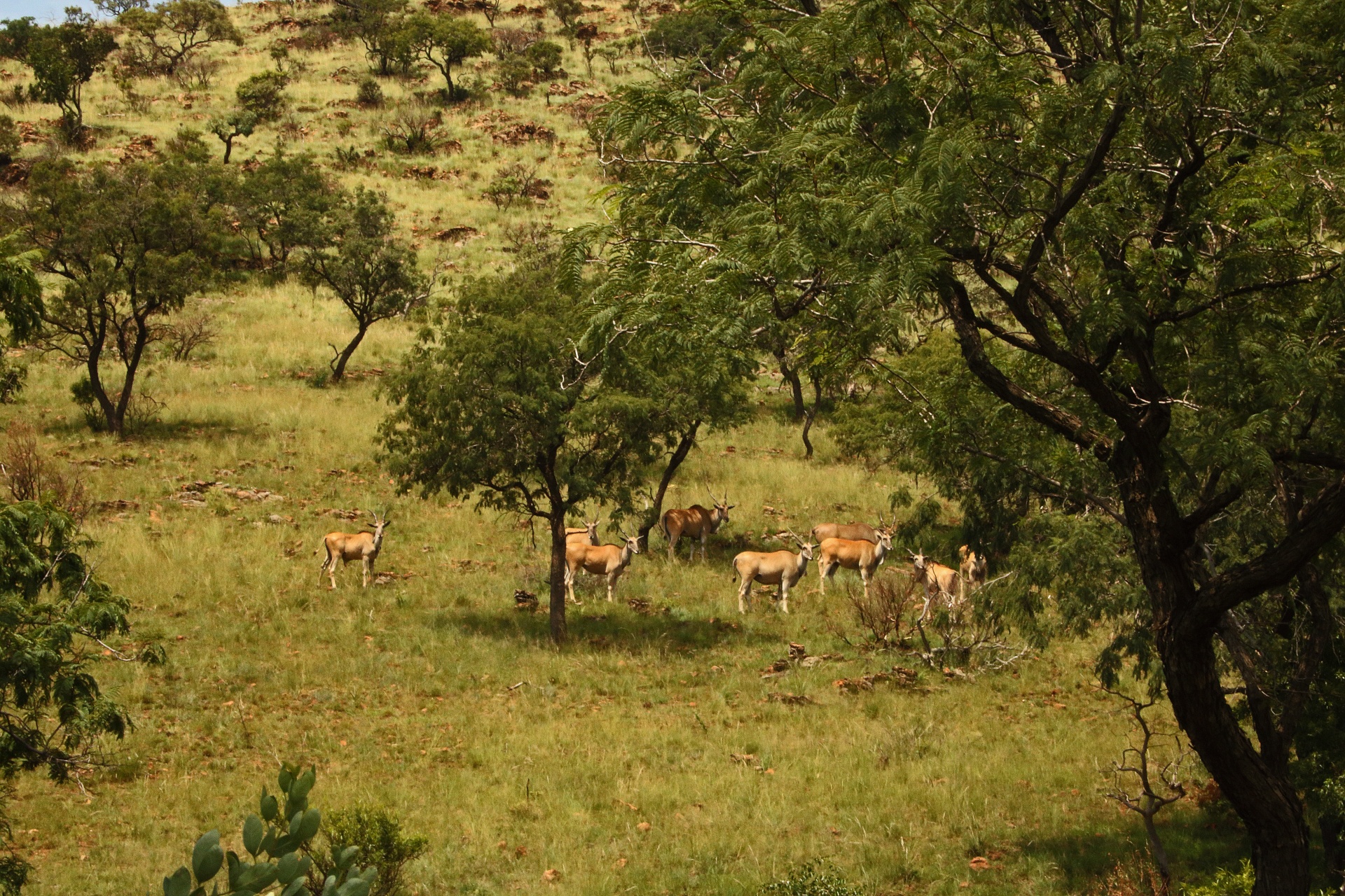 Group Of Eland In Open Woodland