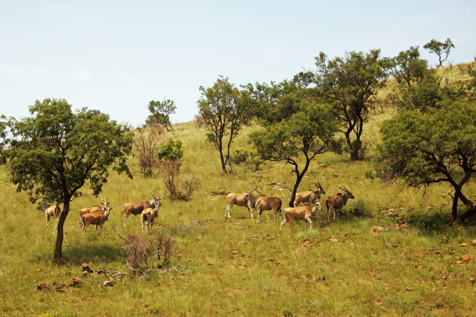 group of eland in open woodland on south african highveld on a slope