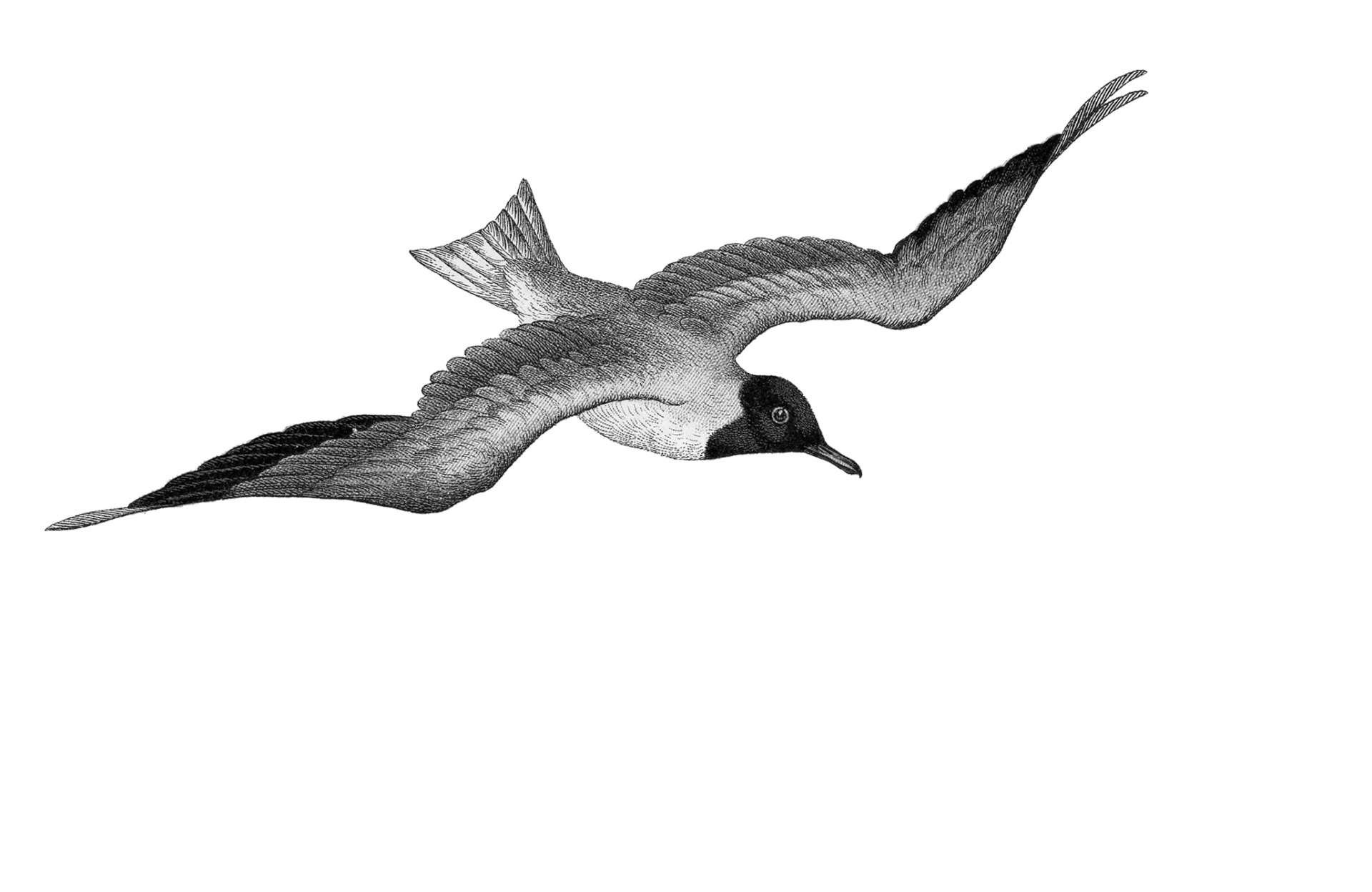 Black and white vintage drawing of a seagull