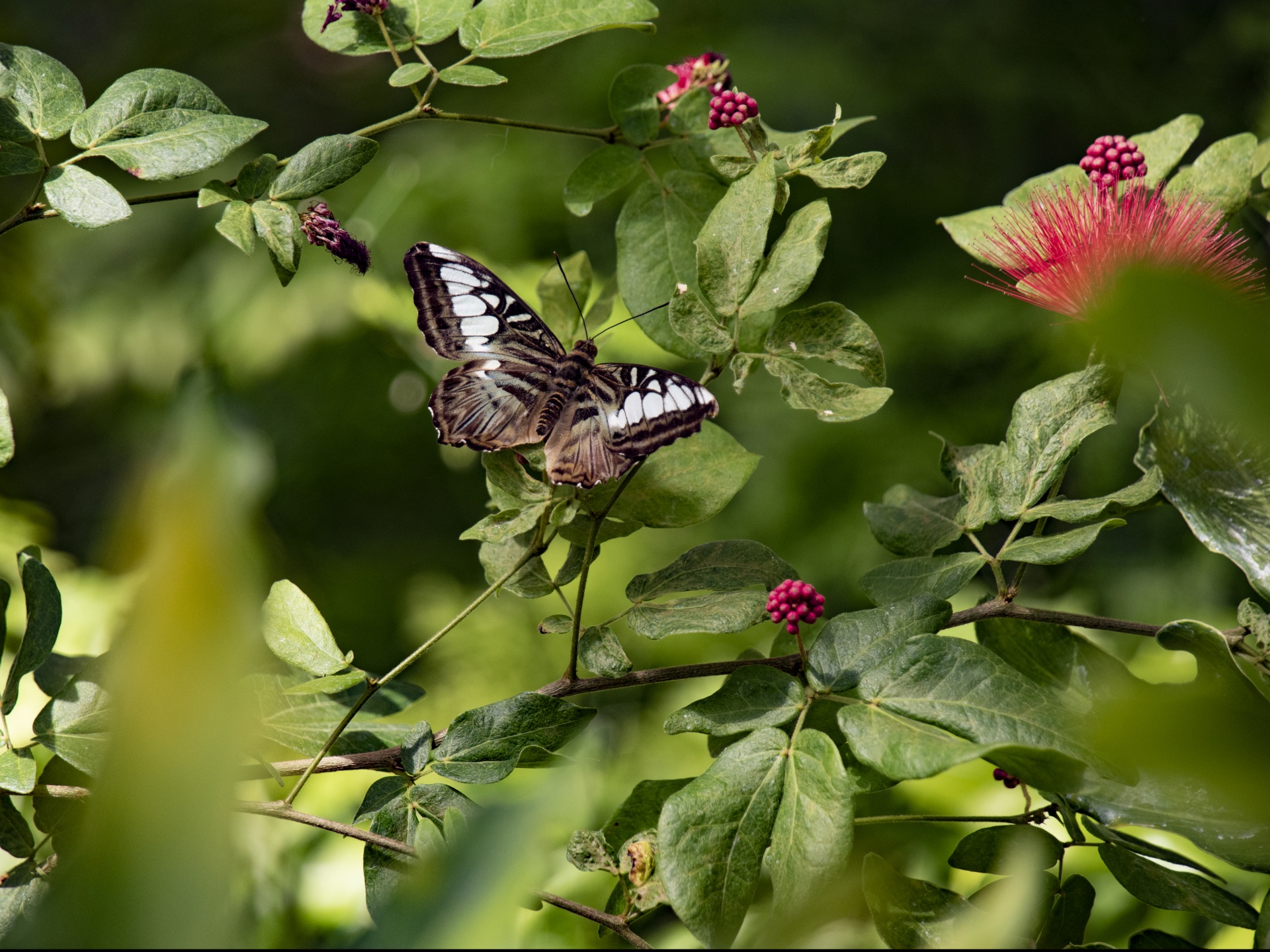 Hackberry Emperor Butterfly