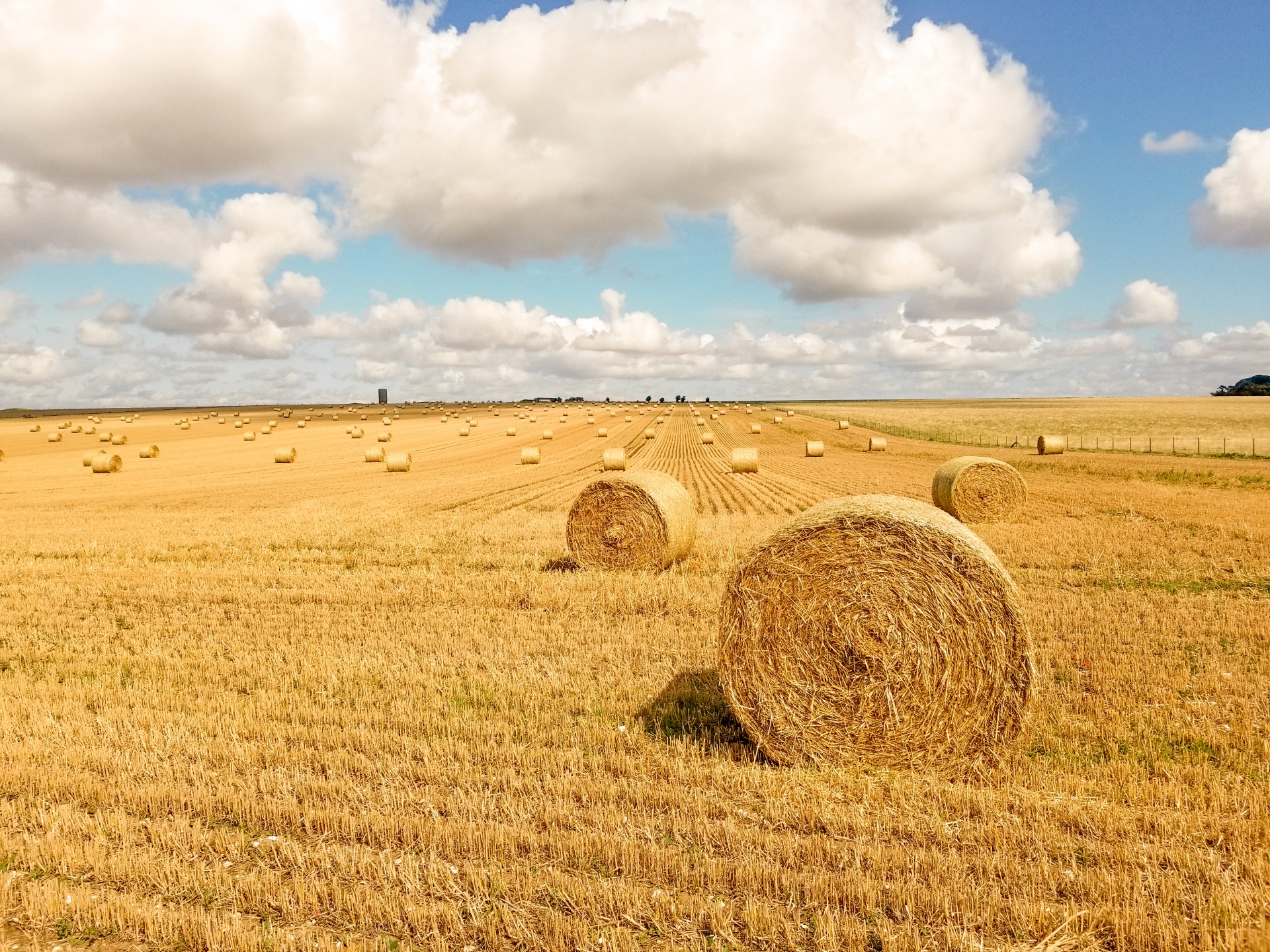 Straw bales on a field in a summer day