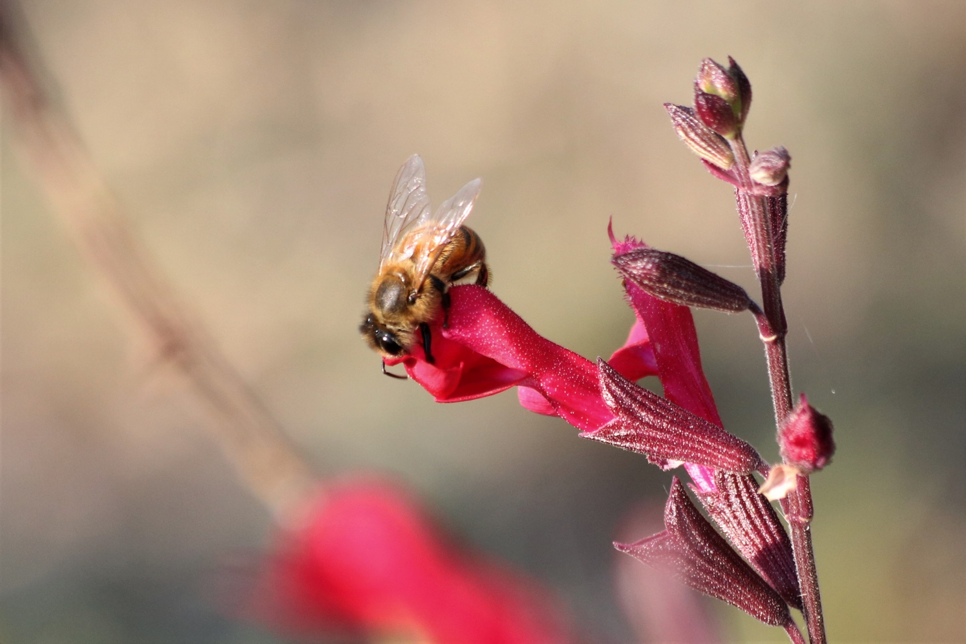 Honey Bee On Red Autumn Sage