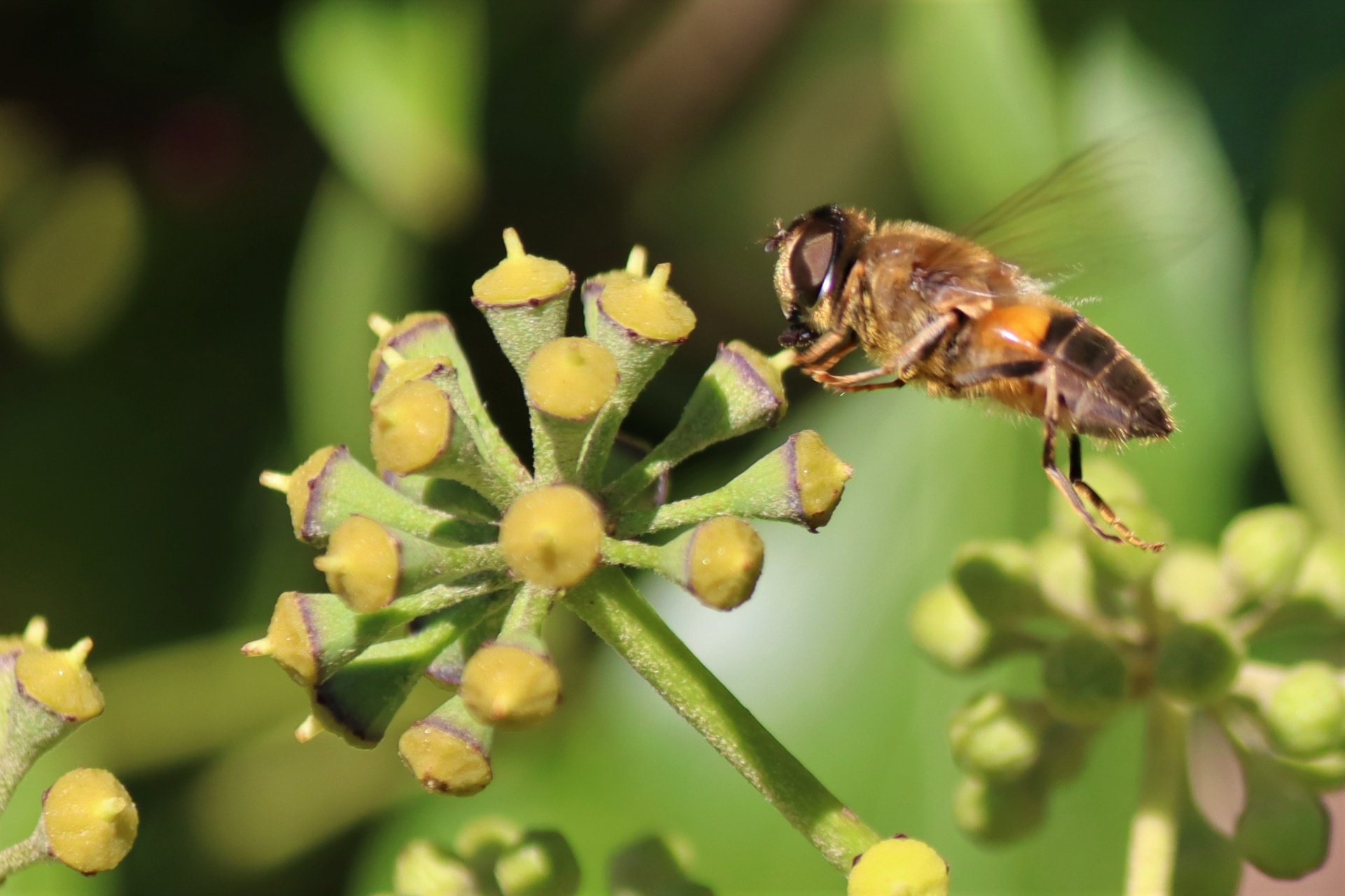 Honeybee On English Ivy