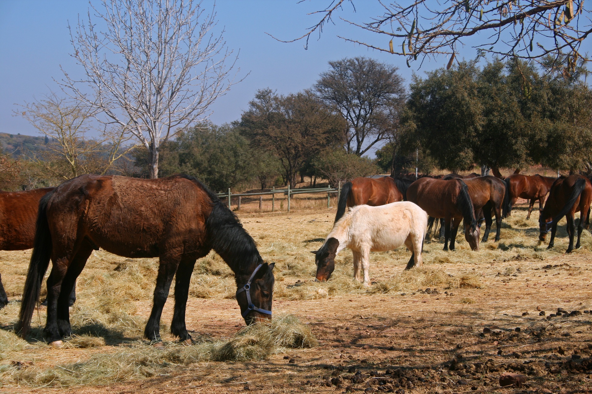 Horses Displaying Thick Winter Coat