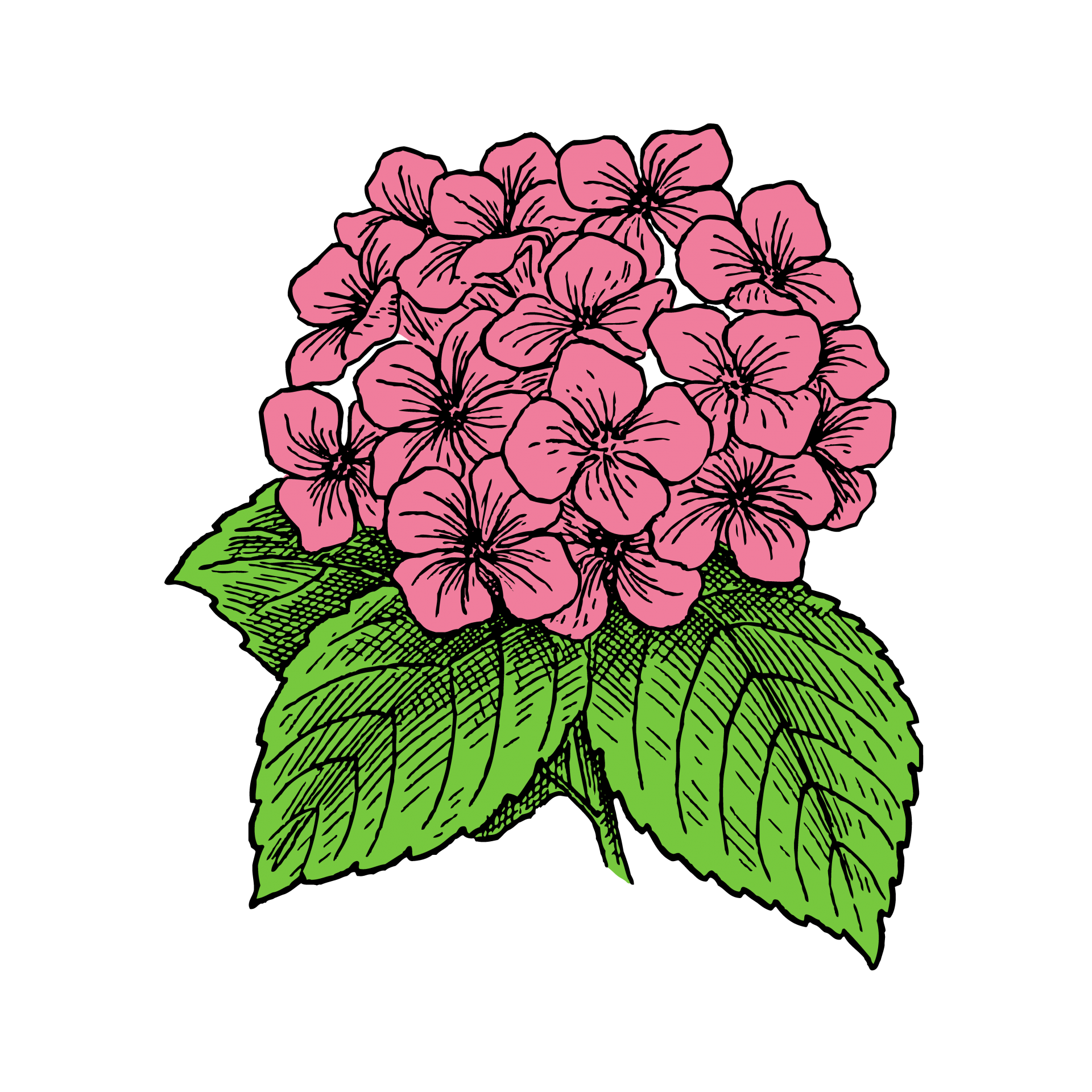 Pink hydrangea flower with green leaves drawing on transparent background