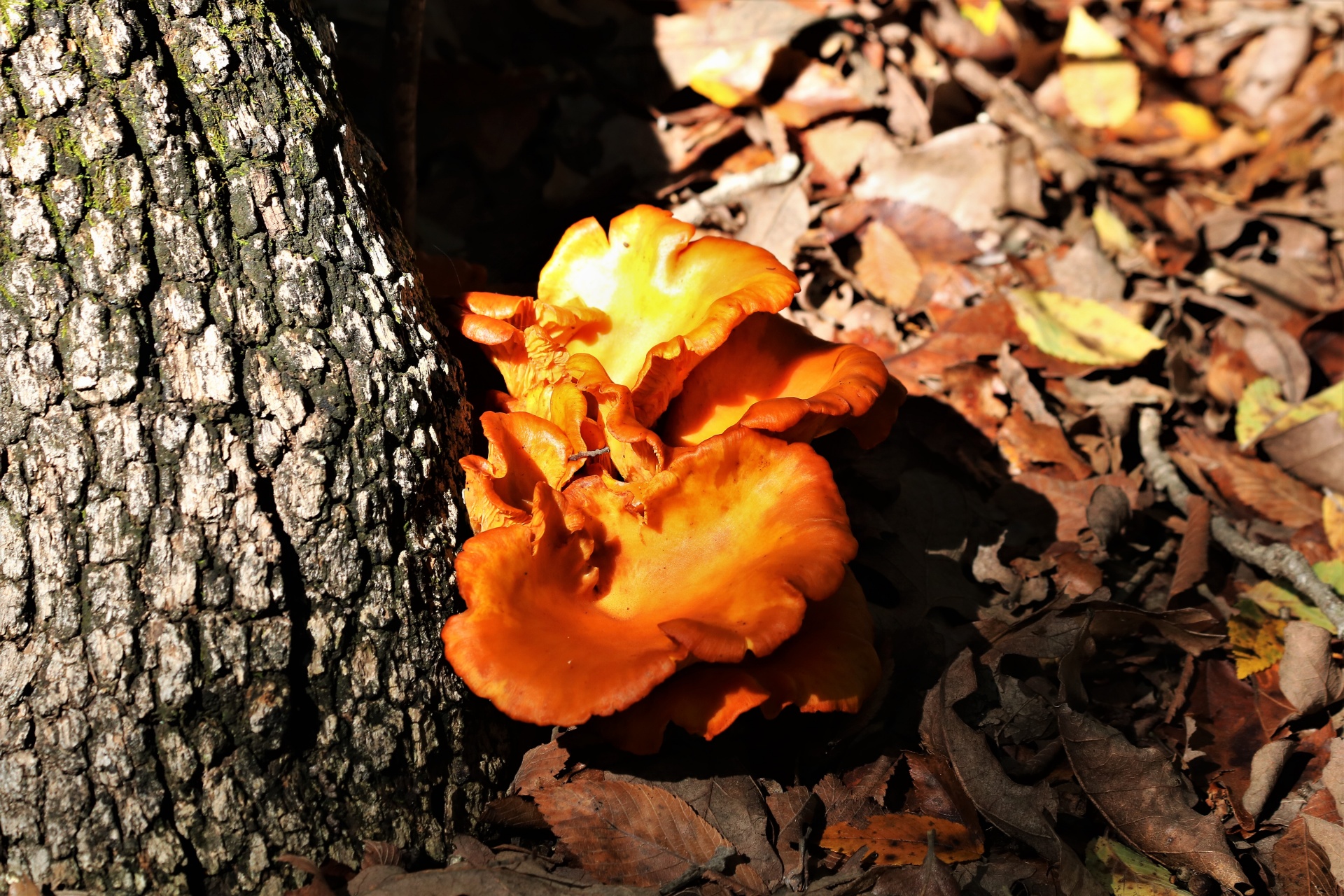 Jack-O-Lantern Mushrooms In Leaves