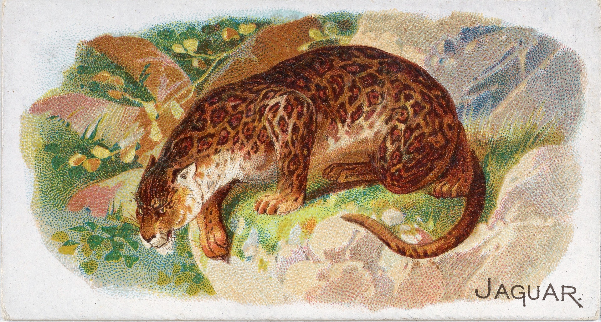 Jaguar Panthera Onca