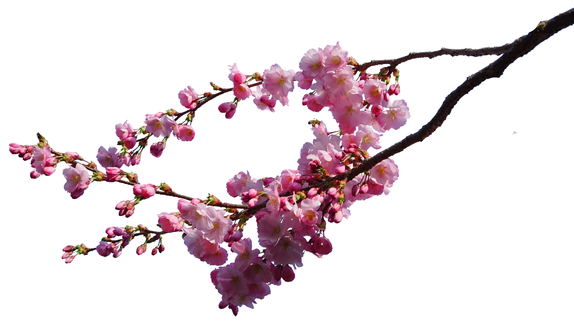 Cherry Blossom Branch Isolated Png