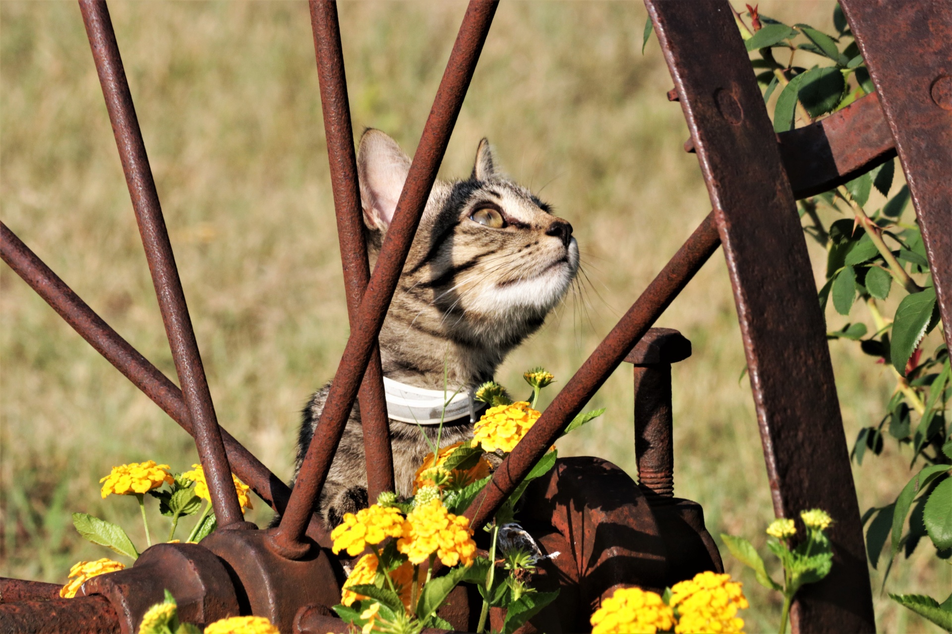 Kitten And Antique Wheel In Flowers