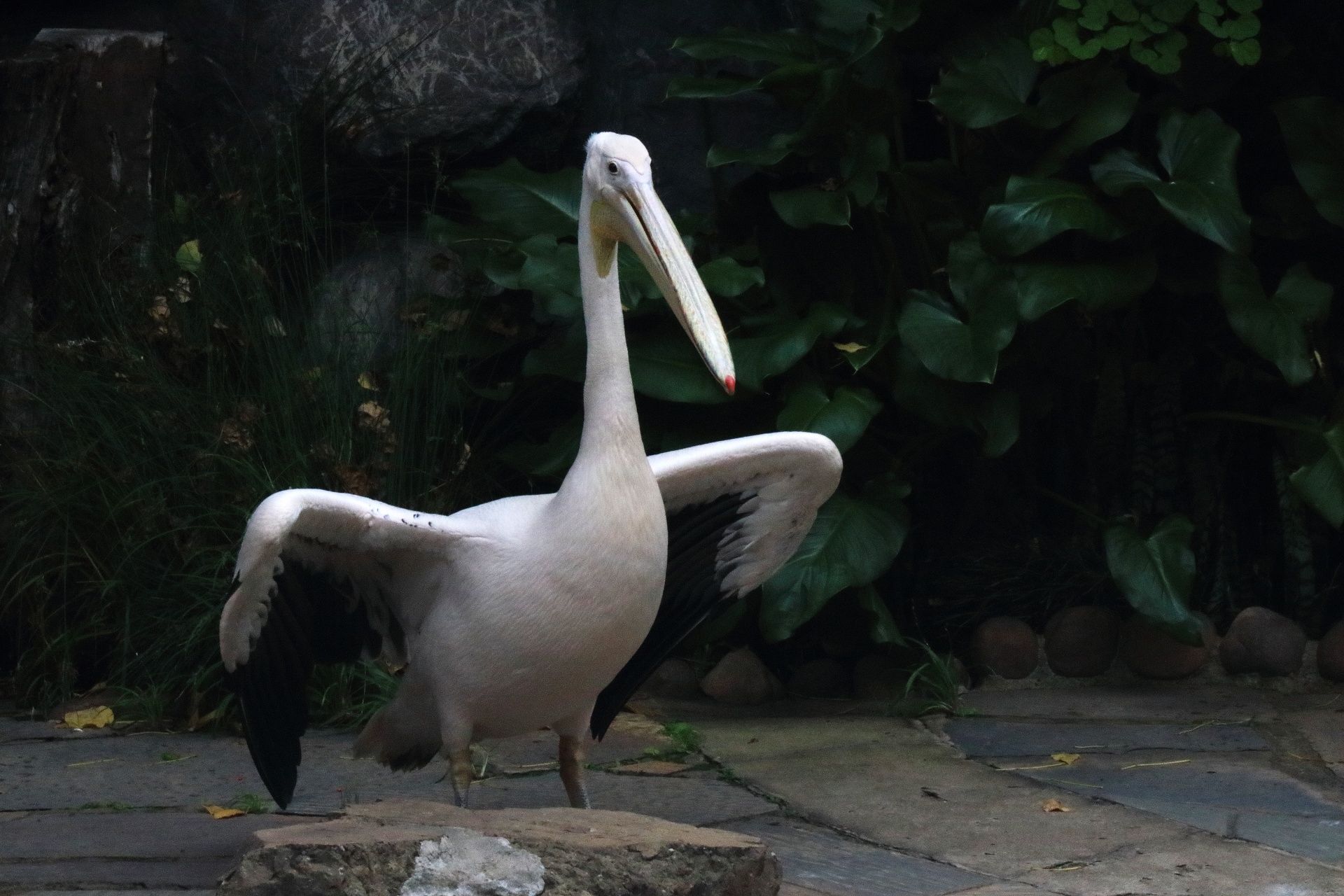 Large White Pelican & Raised Wings