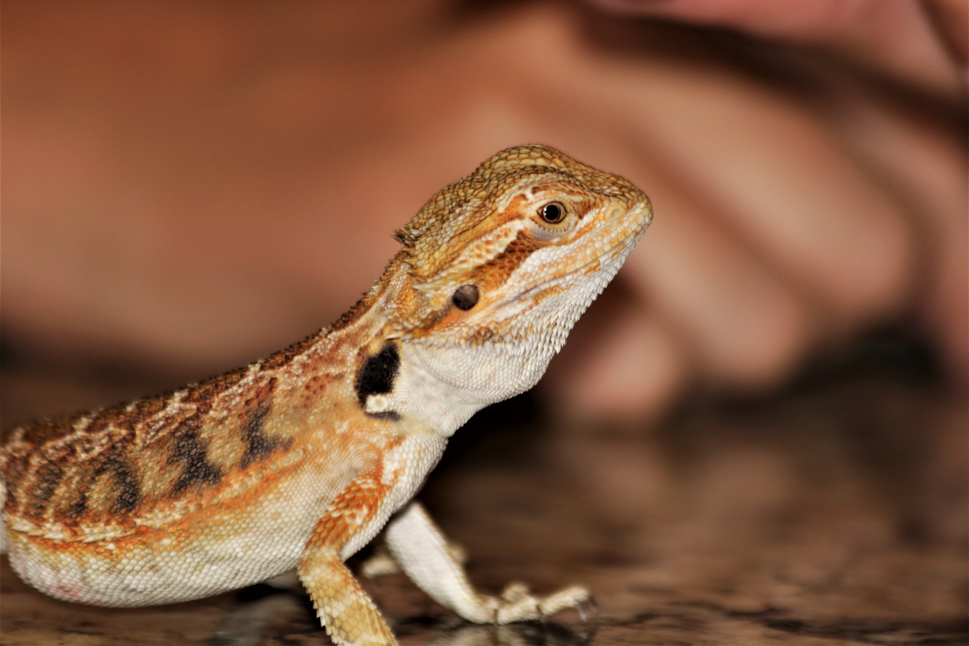 Little Bearded Dragon Close-up
