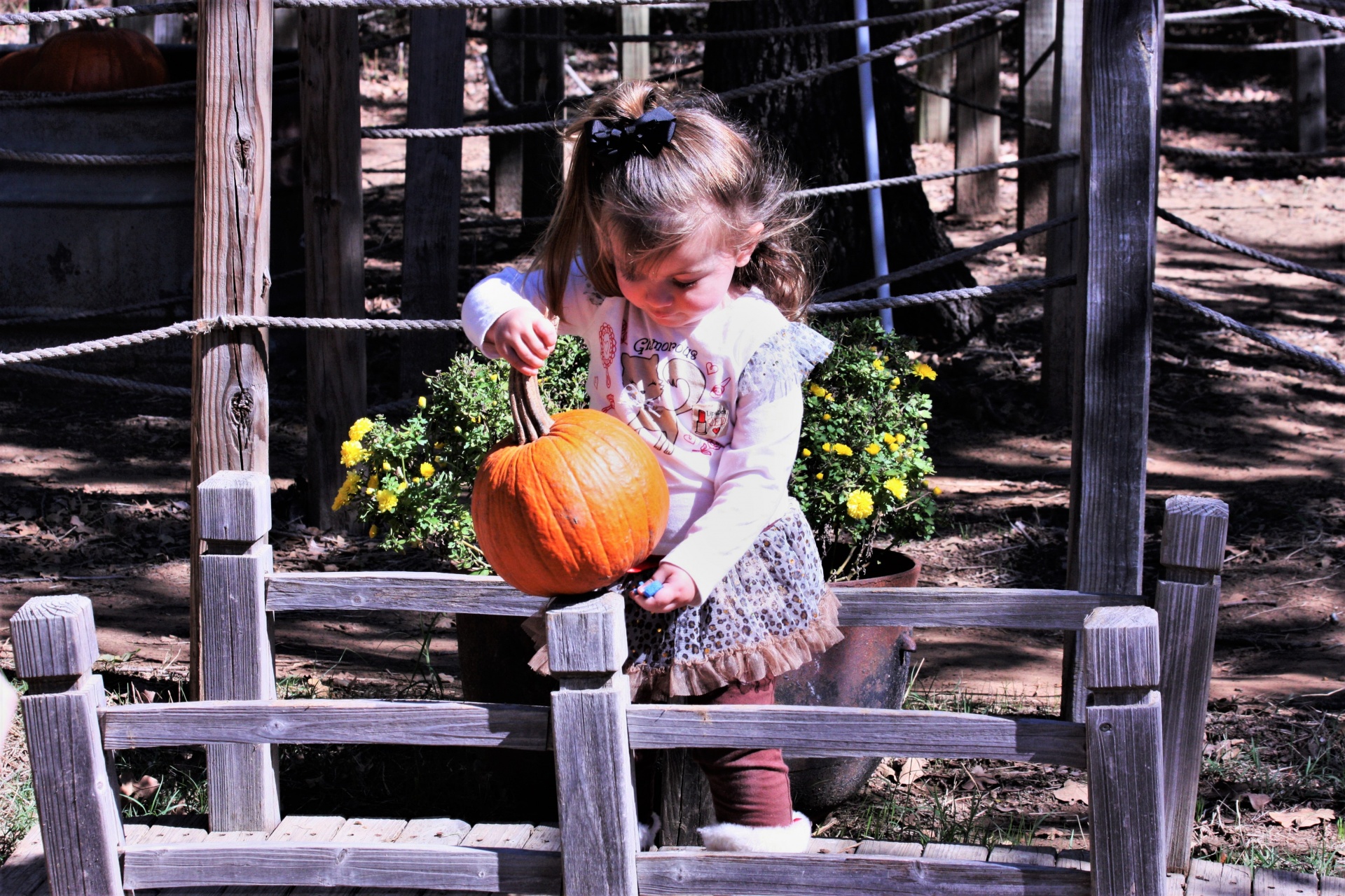 A cute little girl is holding a small orange pumpkin at a Pumpkin Patch, with yellow flowers in the background.