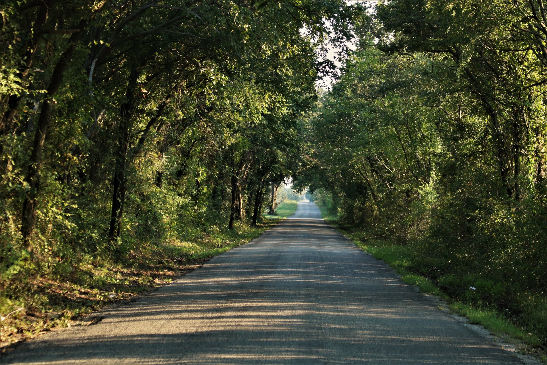 Long Tree-lined Country Road