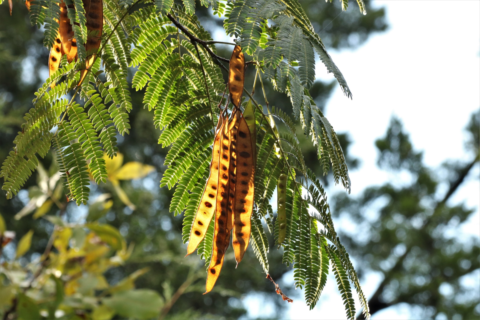 Mimosa Tree And Seed Pods
