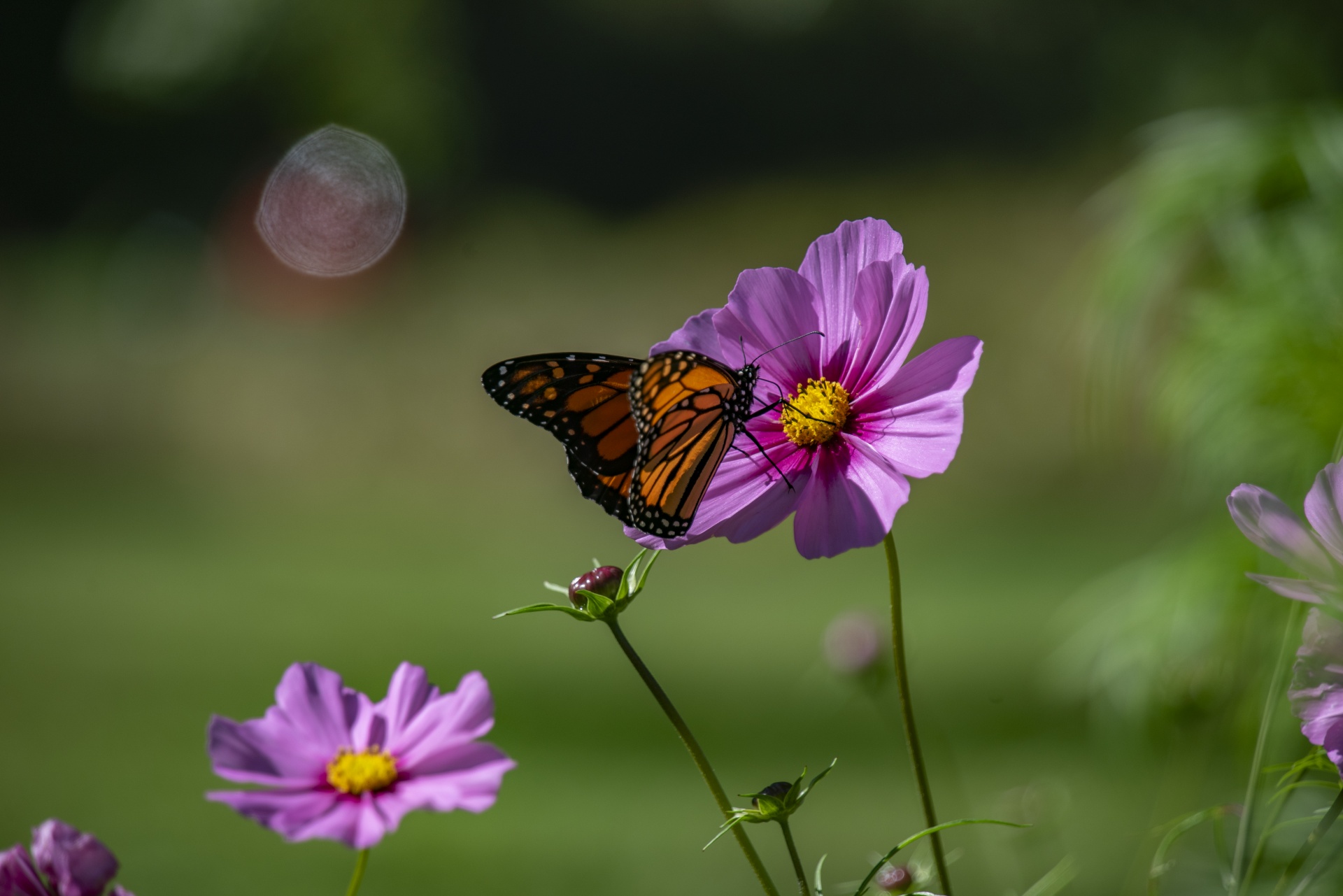 Monarch Butterfly On Wildflower