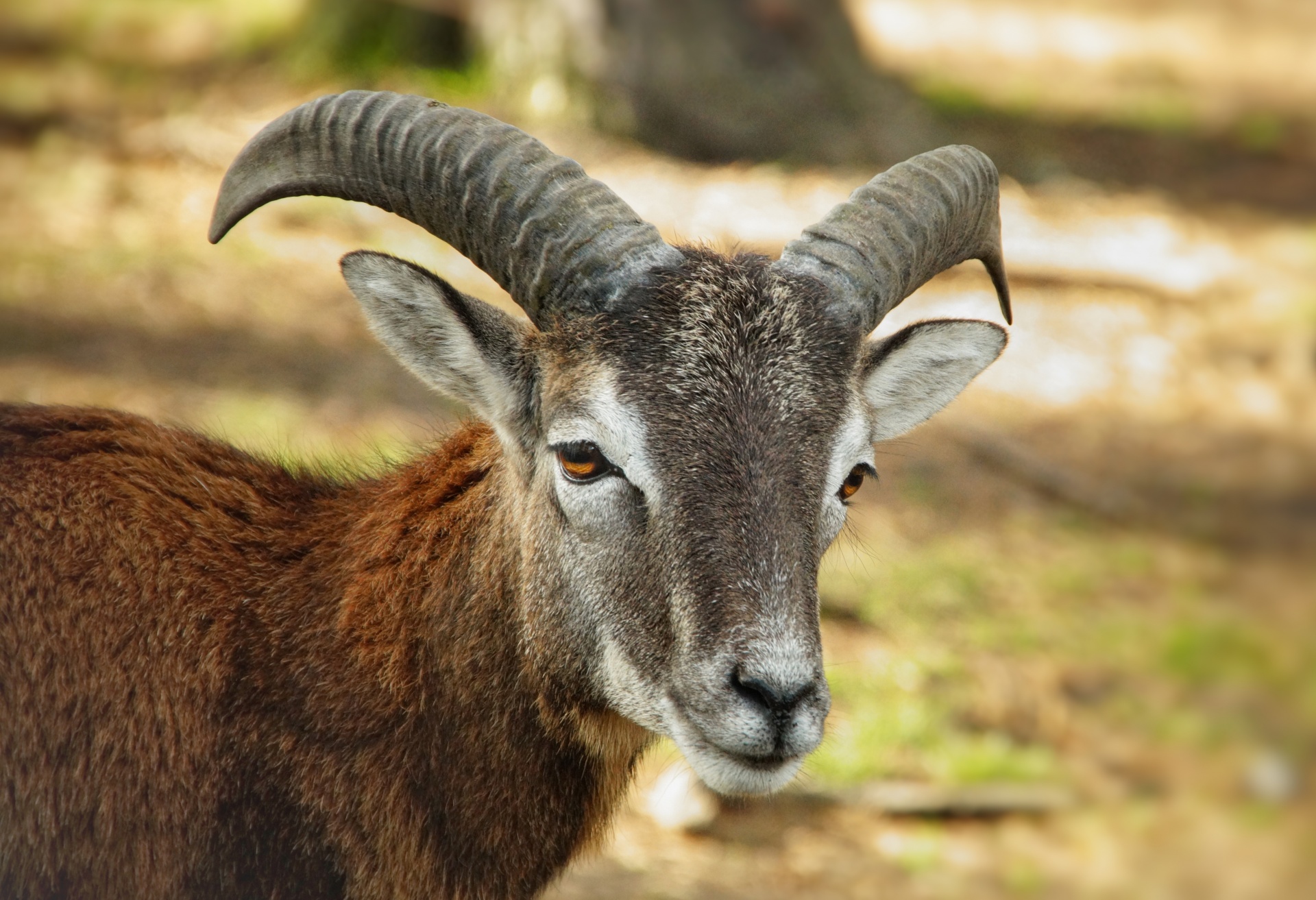 Mouflon Wild Sheep Animal Ibex