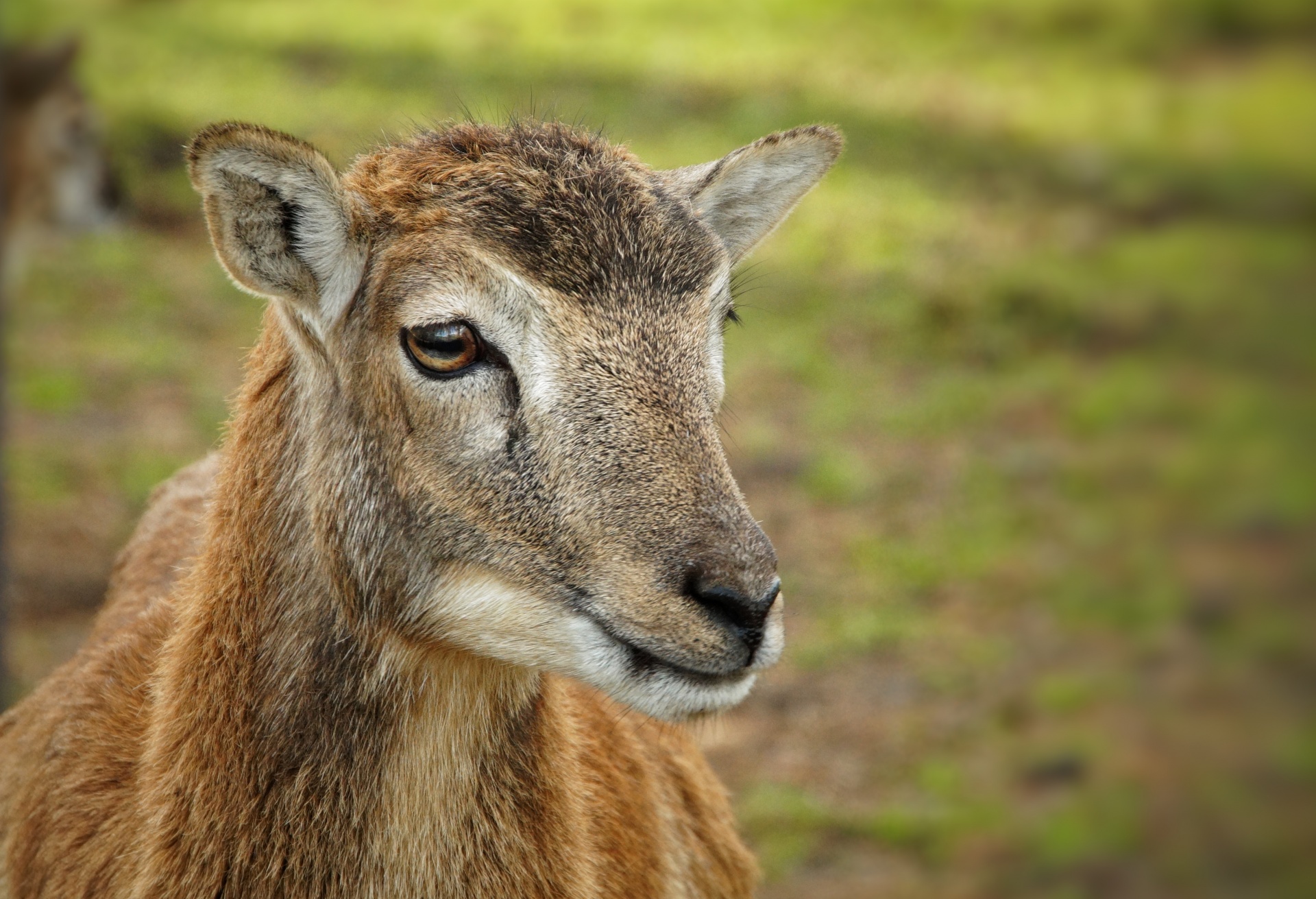 Mouflon Wild Sheep Animal Ibex