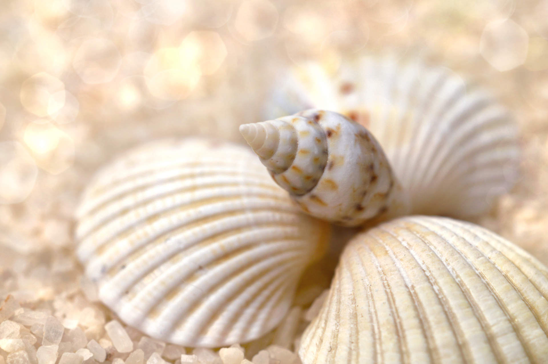 Seashell Snail Beach Sea