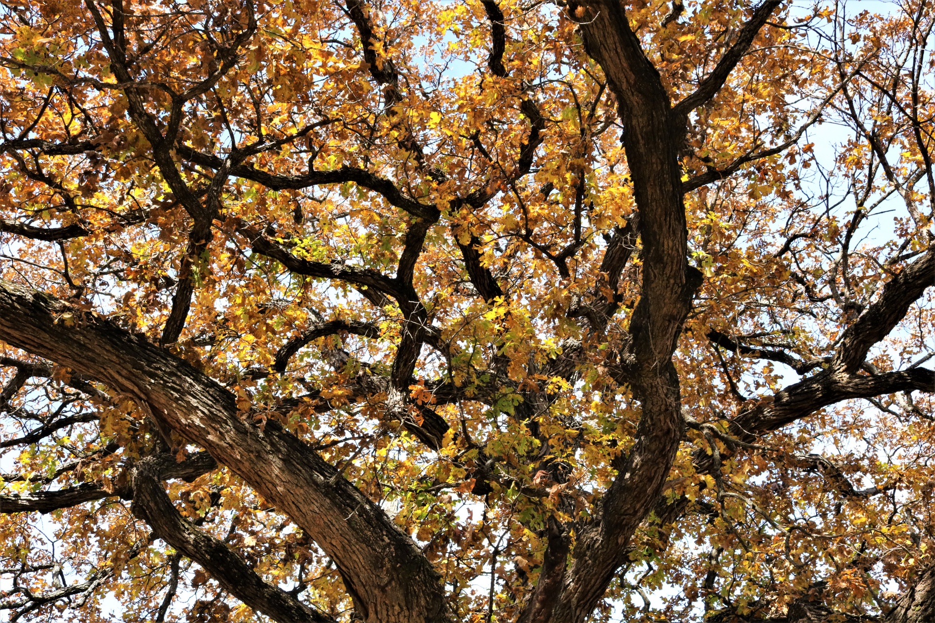 Oak Tree Branches In Fall